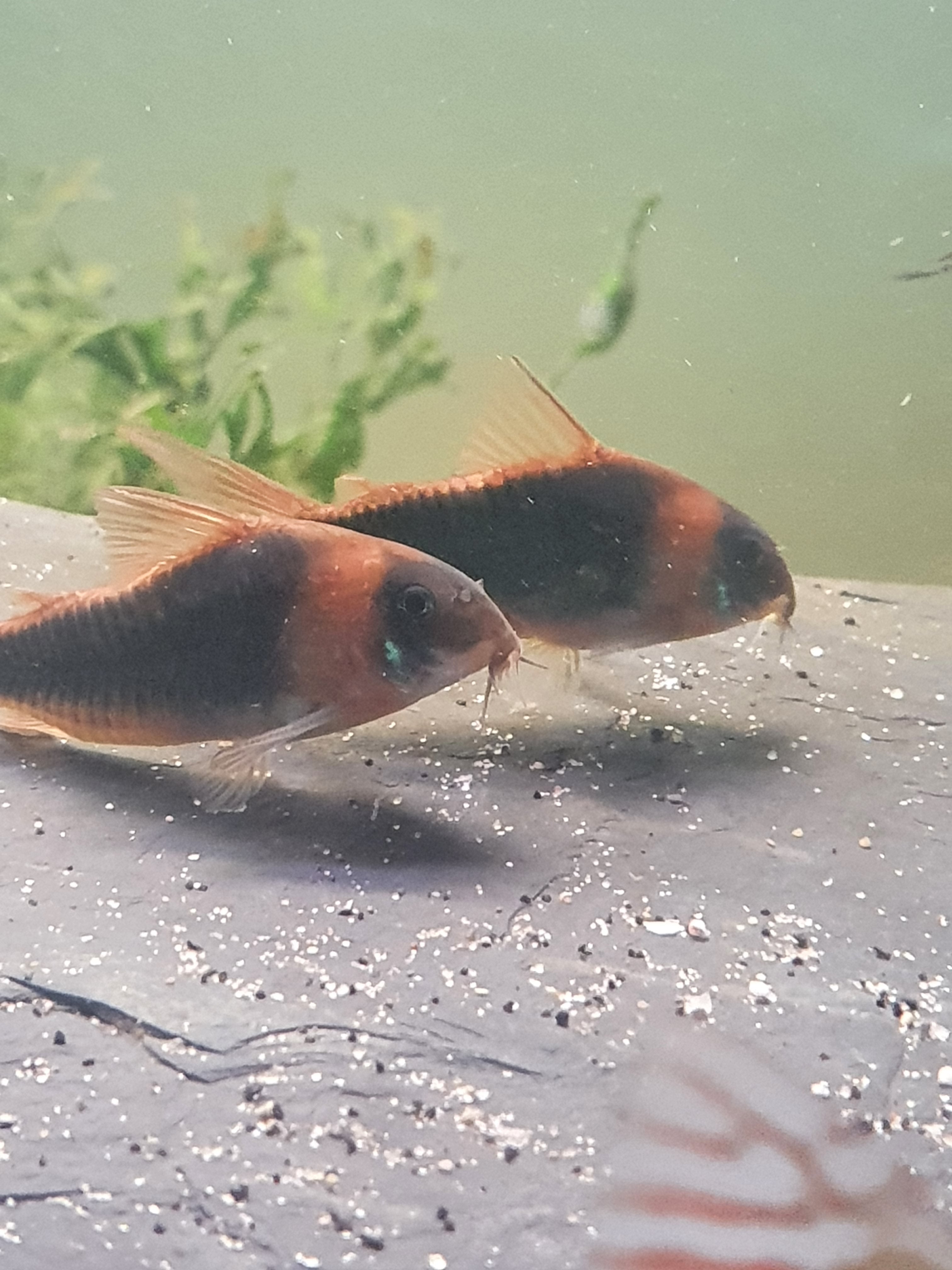 Corydoras eques - Roter-Schulter-Panzerwels