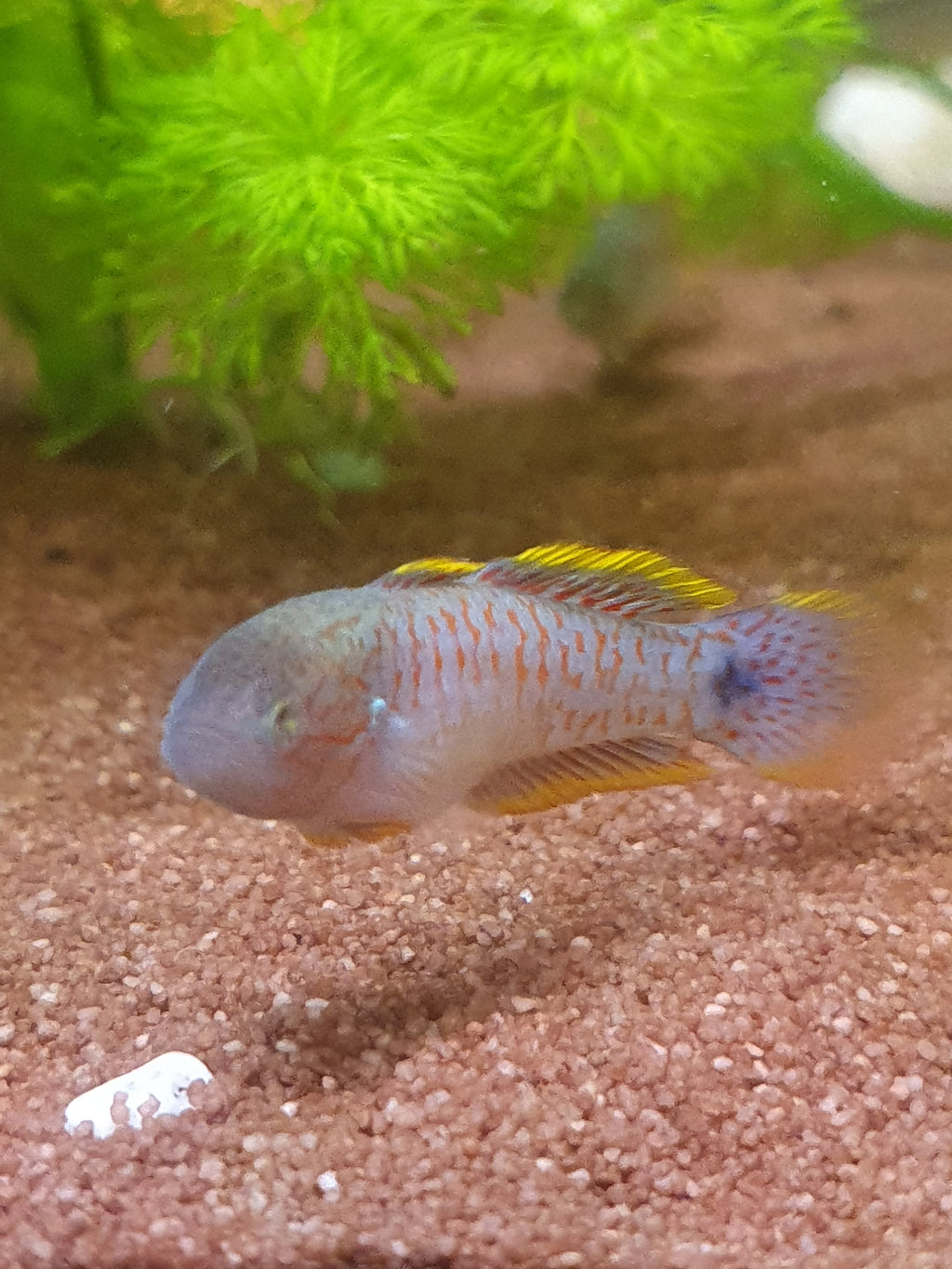 Tateurdina ocellicauda (Pfauenaugen-Grundel)