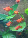 Korallenplaty