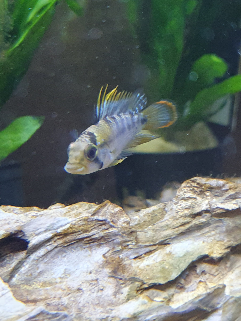 🐠 Apistogramma baenschi – Inka-Buntbarsch