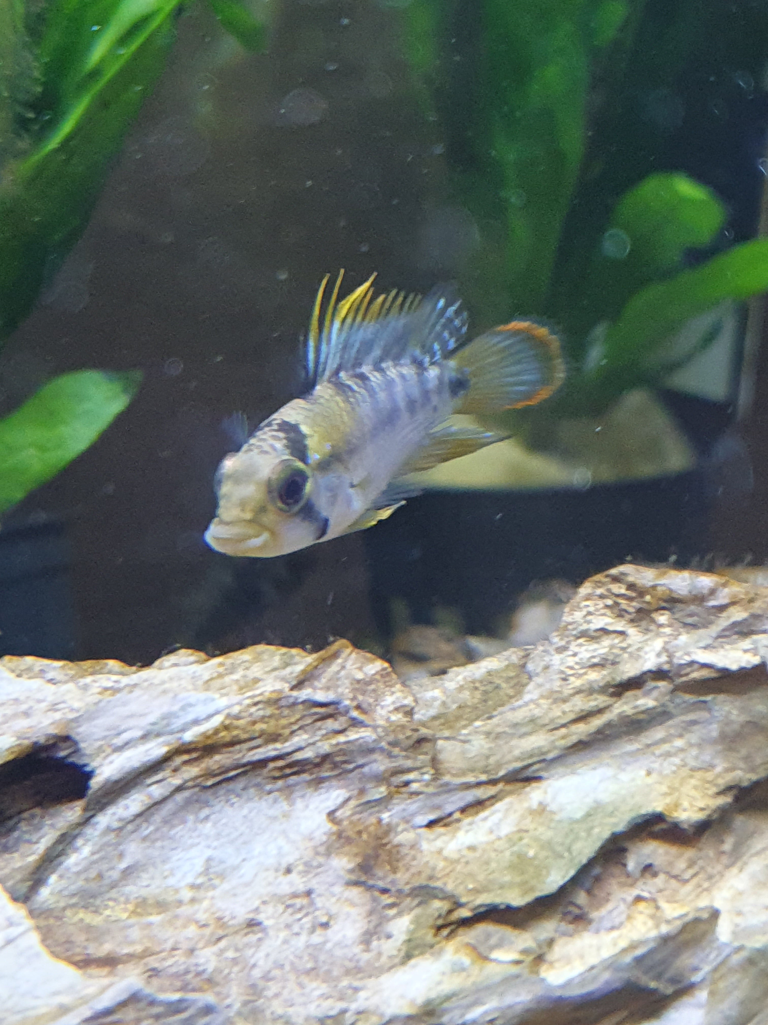 🐠 Apistogramma baenschi – Inka-Buntbarsch