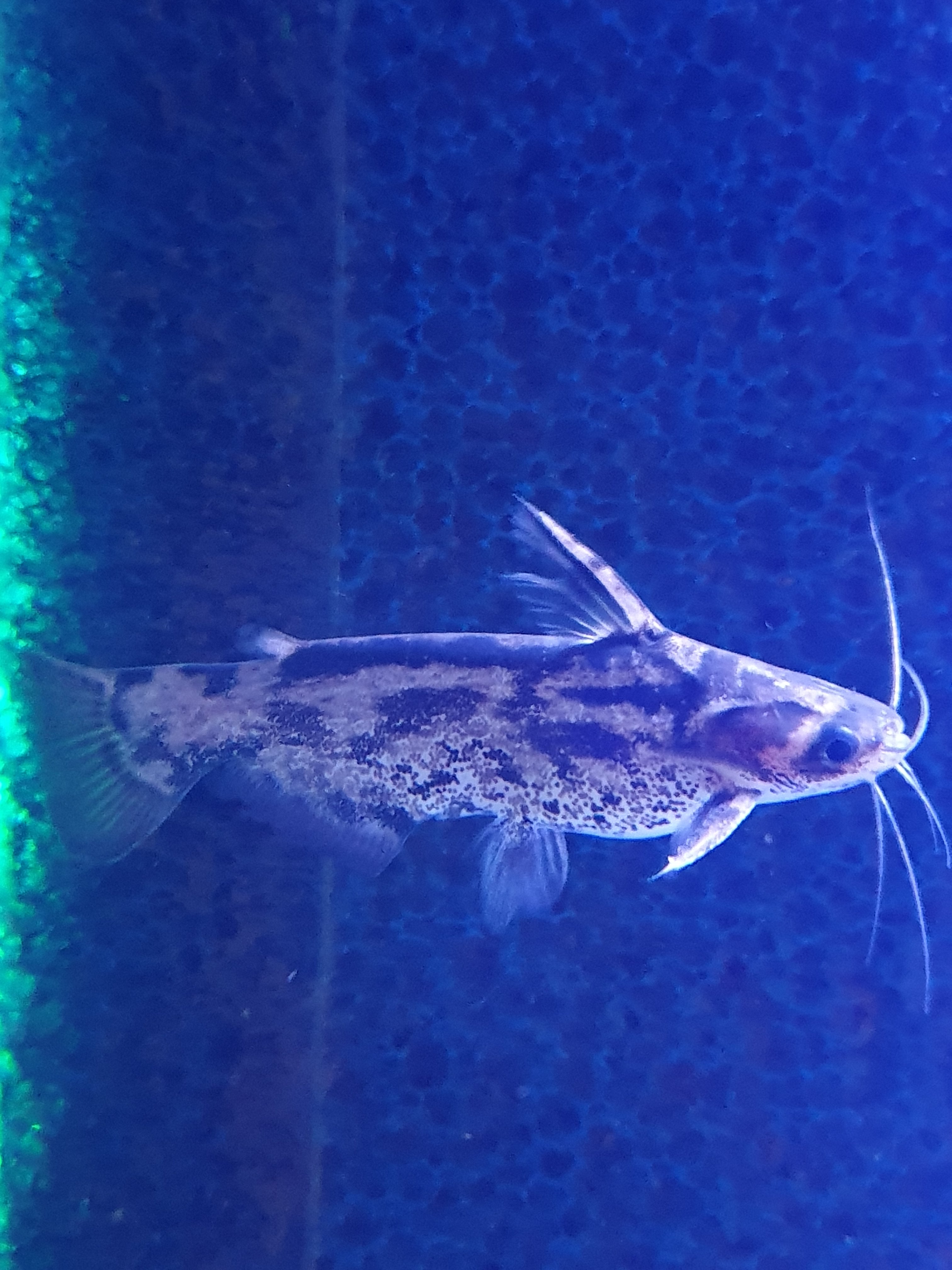 Fischers Trugdornwels ( Trachelyopterus fisheri)