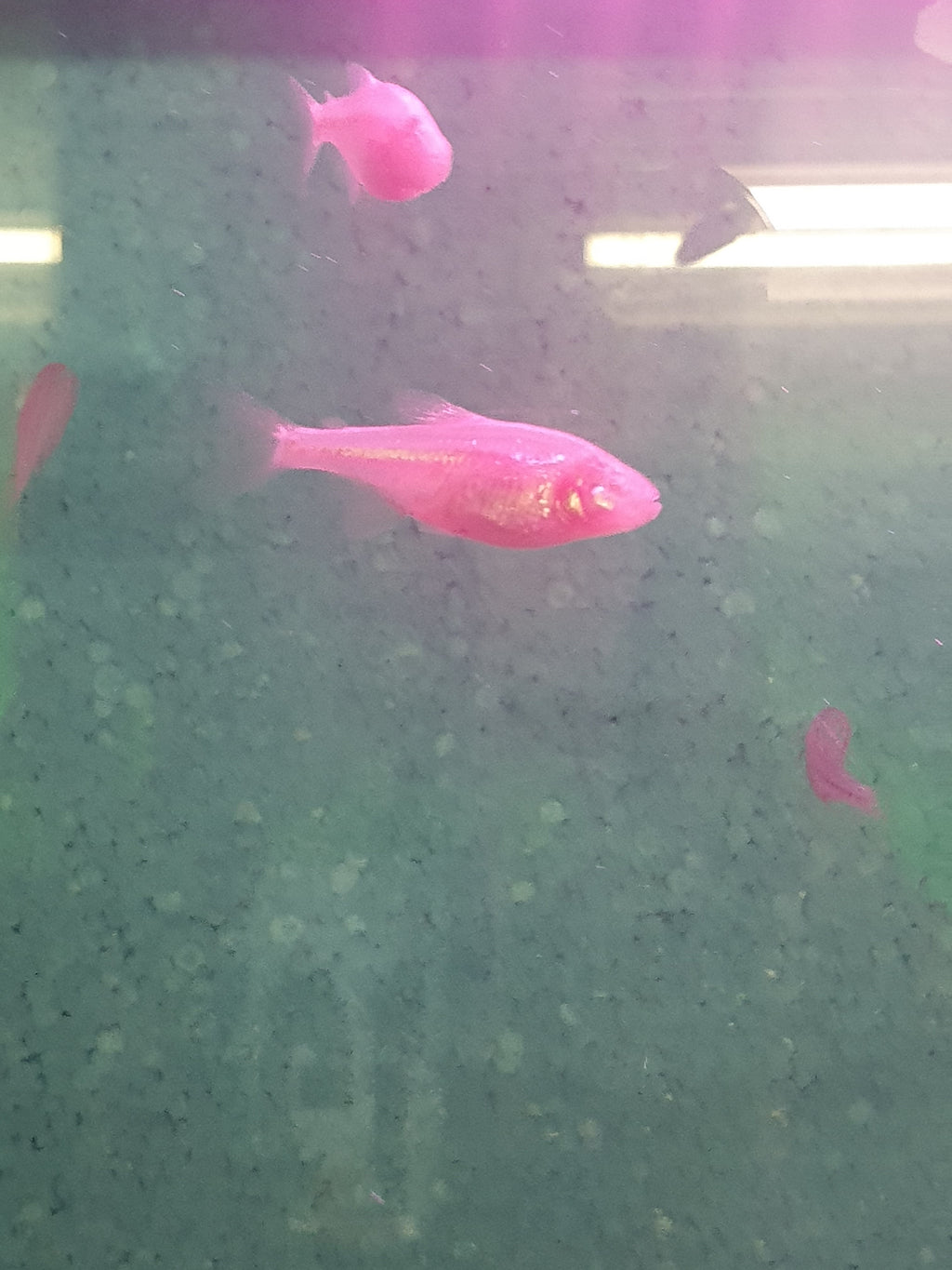 Blinder Höhlensalmler (Typhliasina pearsei)