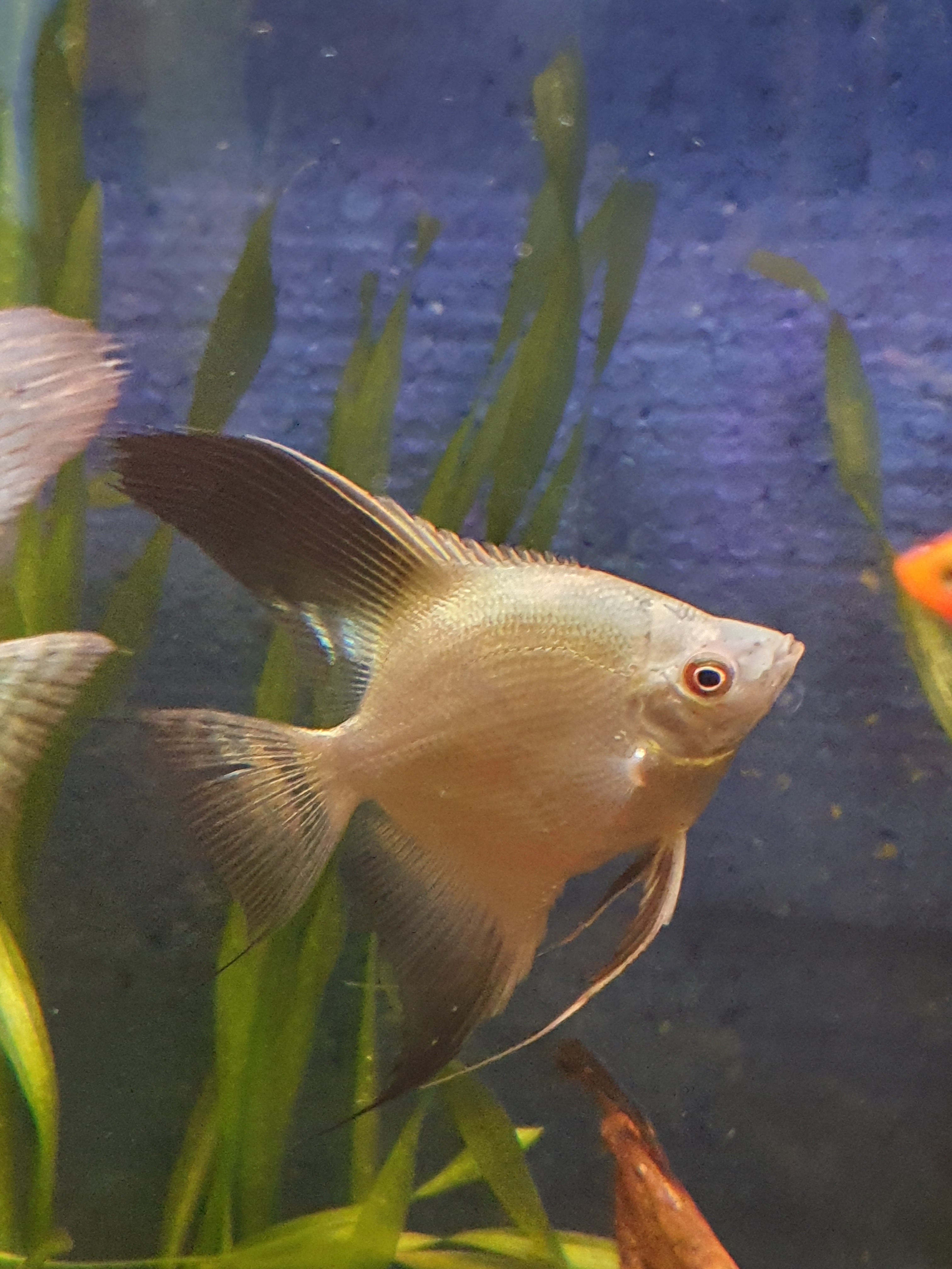 🐟 Bulgarian Green Skalar (Pterophyllum scalare)