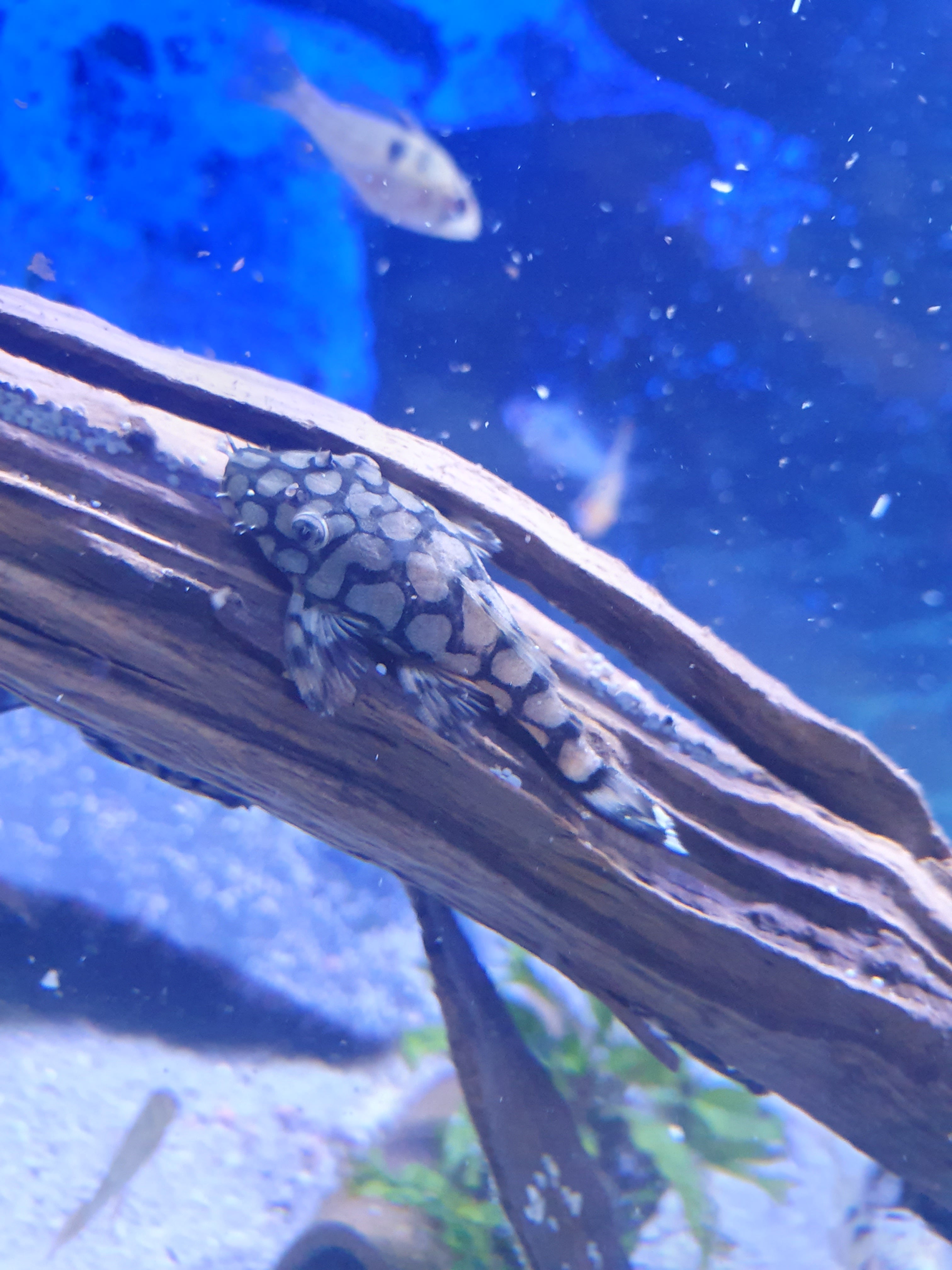 🐠 Rio-Itenez-Wels – L519 (Ancistrus sp. „Rio Itenez“)