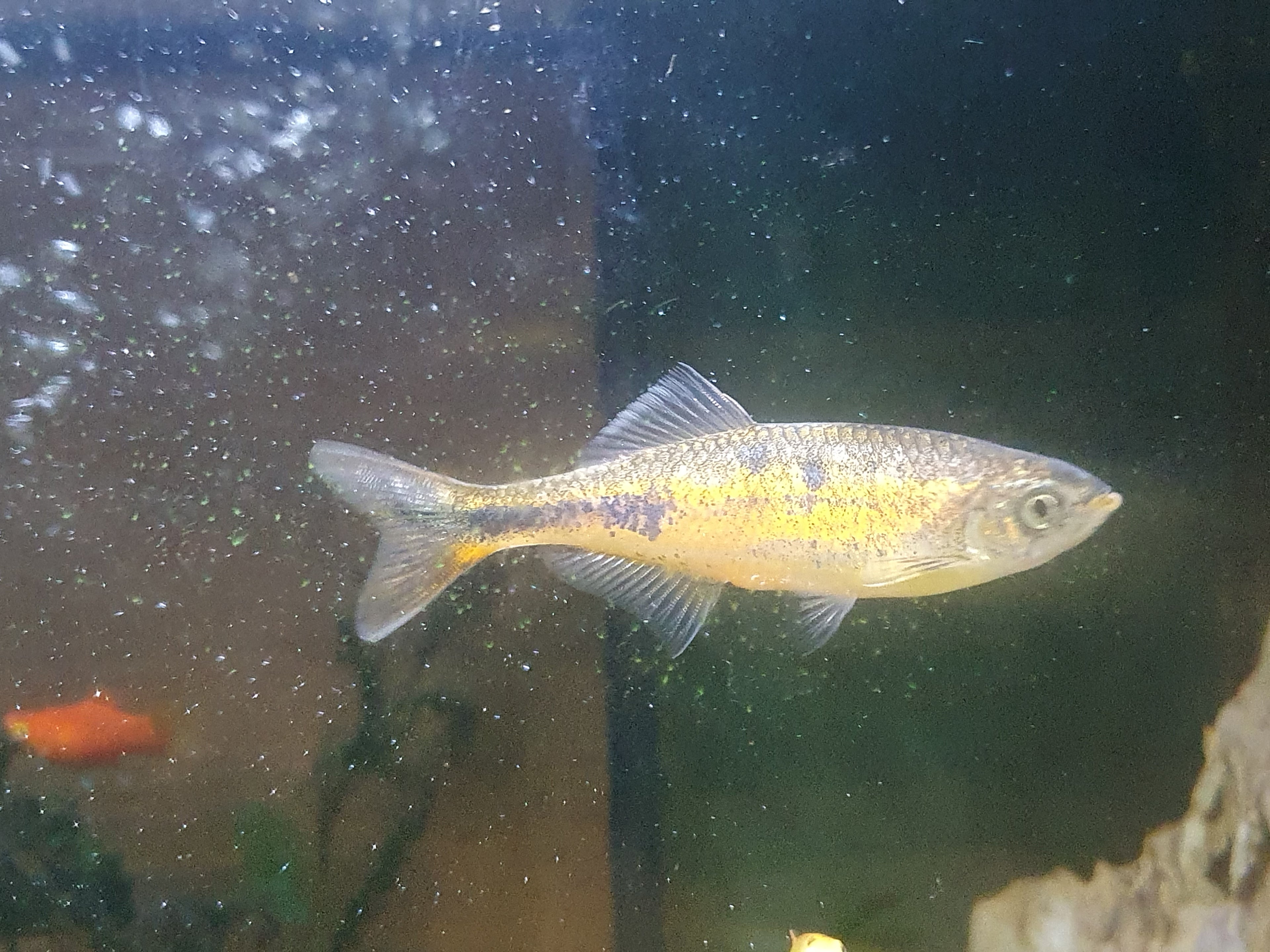 🐟 Malabarbärbling „Orange Sparkle“