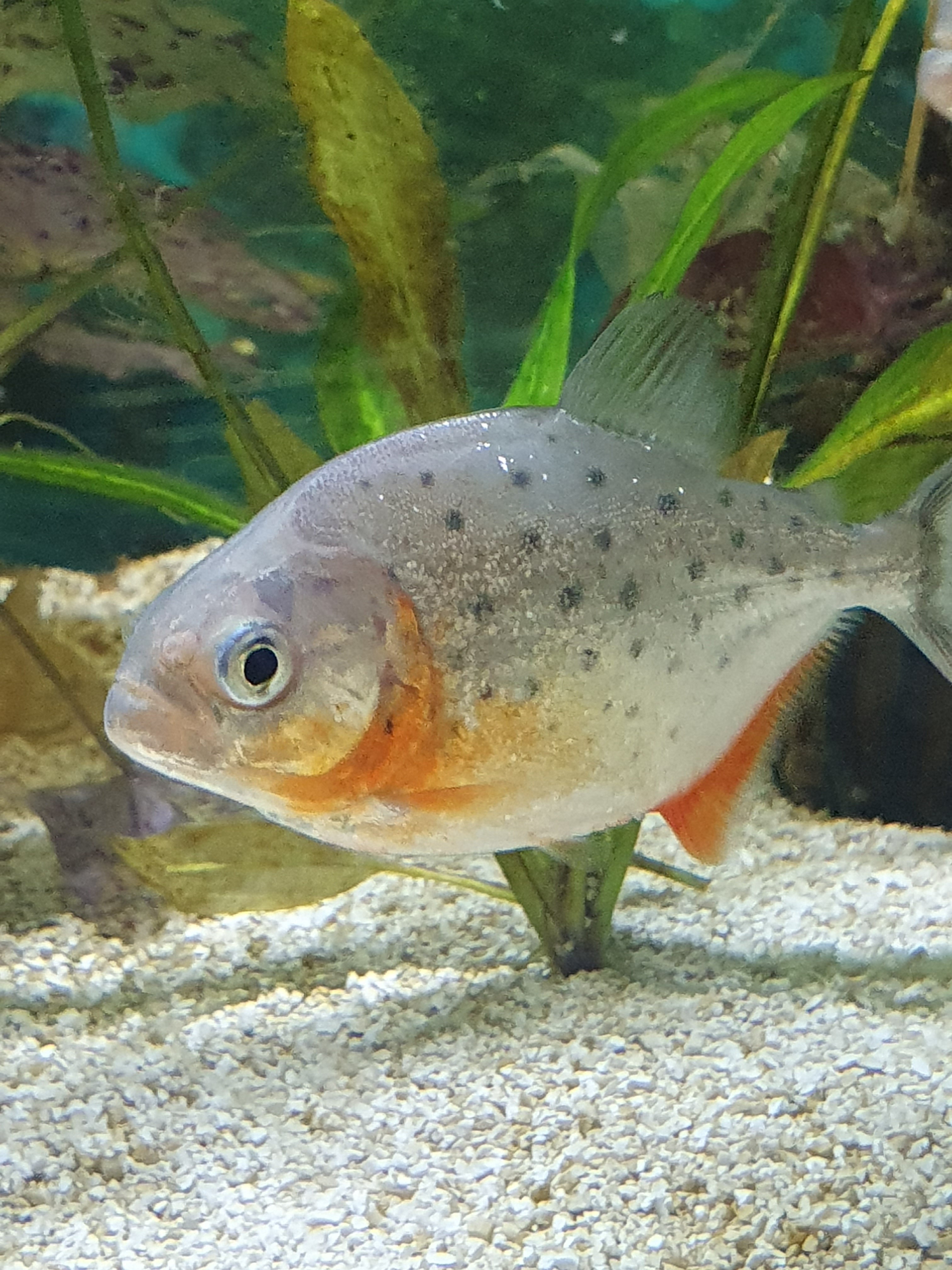 Roter Piranha (Pygocentrus nattereri)