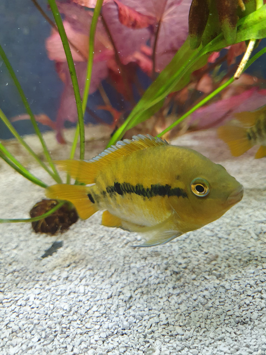 🐟 Regenbogenbuntbarsch (Herotilapia multispinosa)
ENZ
