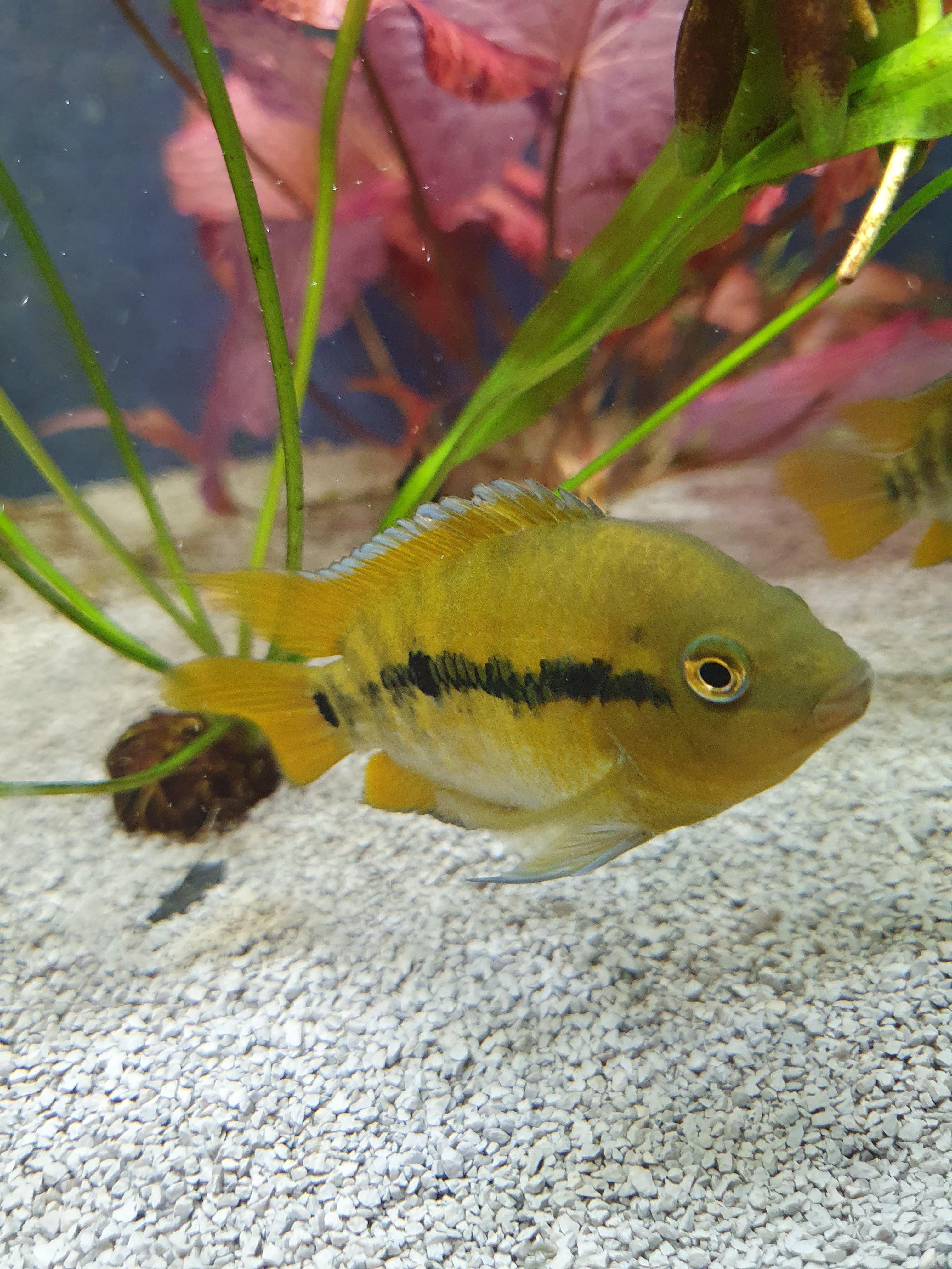 🐟 Regenbogenbuntbarsch (Herotilapia multispinosa)
ENZ