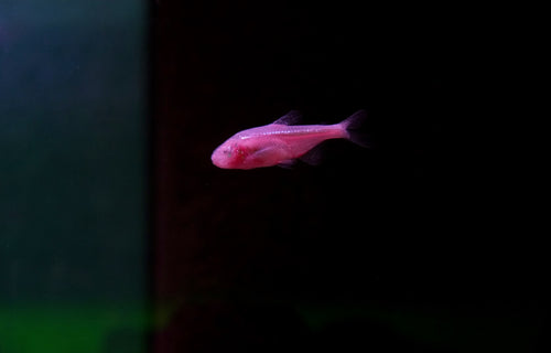 Blinder Höhlensalmler (Typhliasina pearsei)