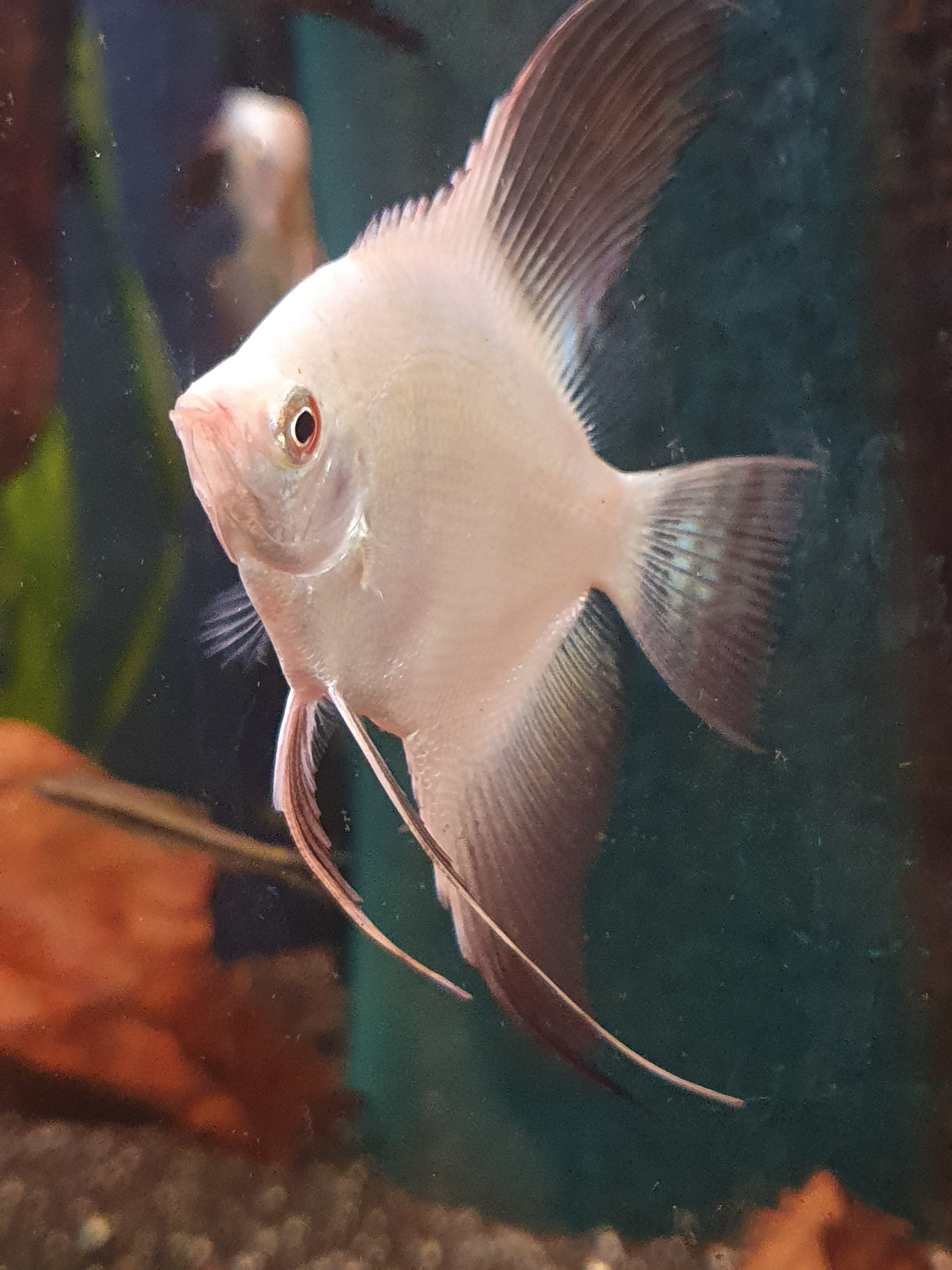 🐟 Bulgarian Green Skalar (Pterophyllum scalare)