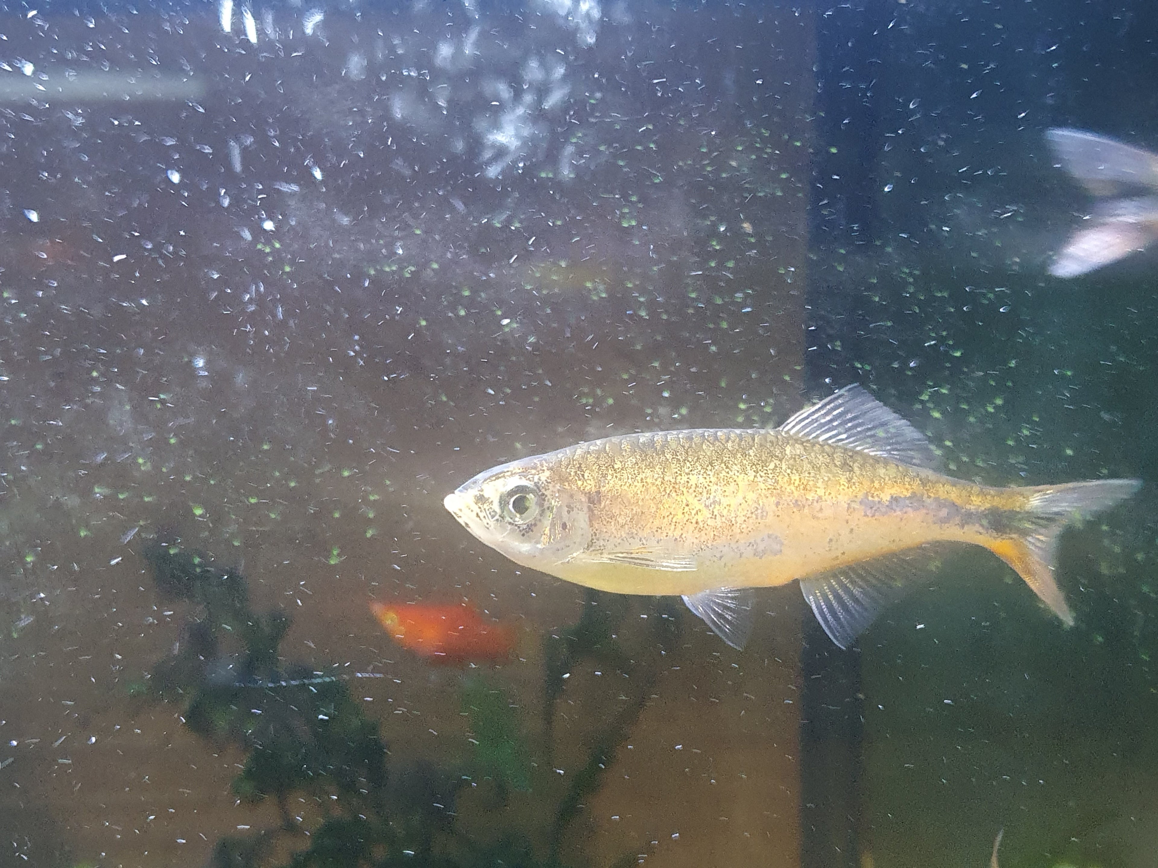 🐟 Malabarbärbling „Orange Sparkle“