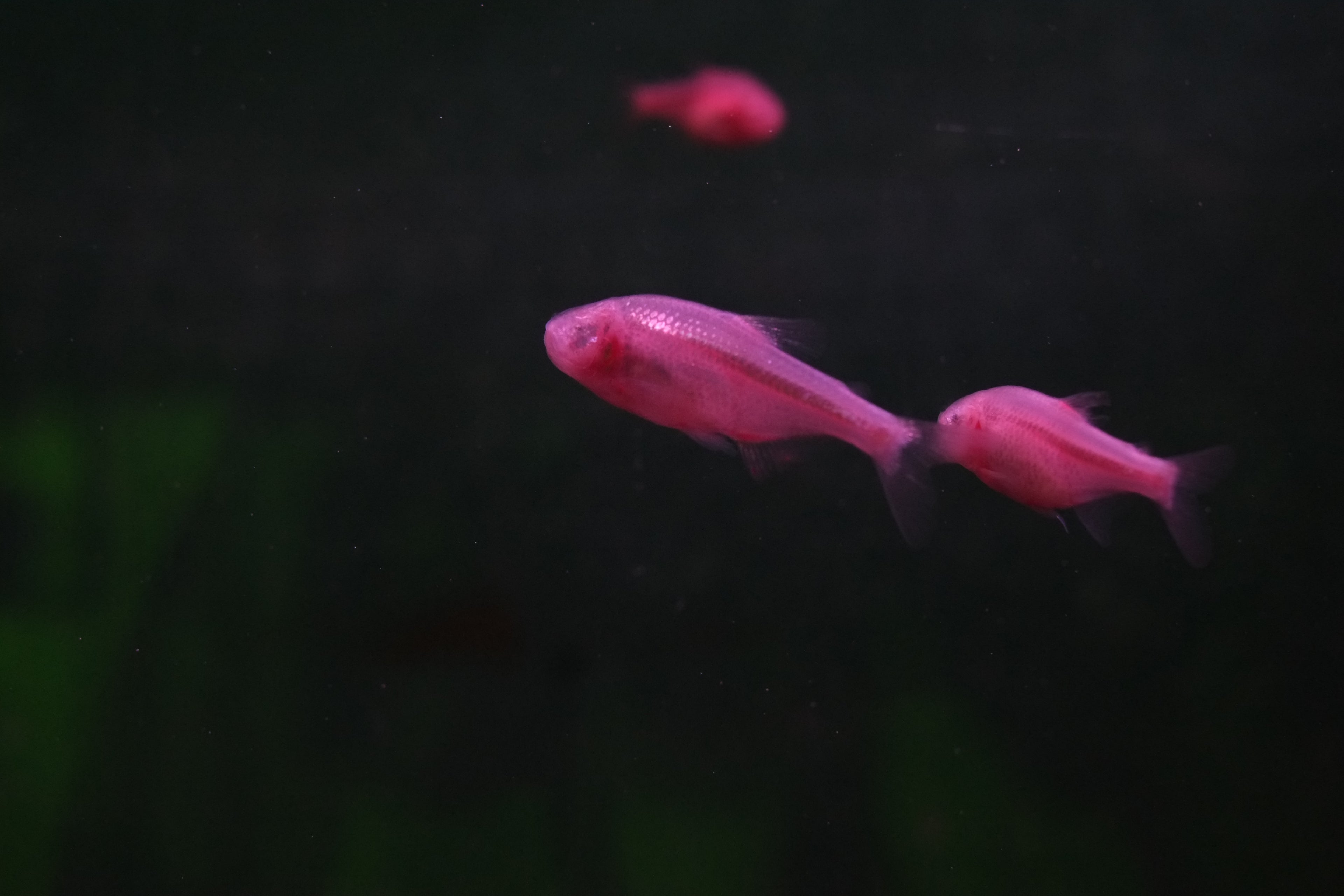 Blinder Höhlensalmler (Typhliasina pearsei)