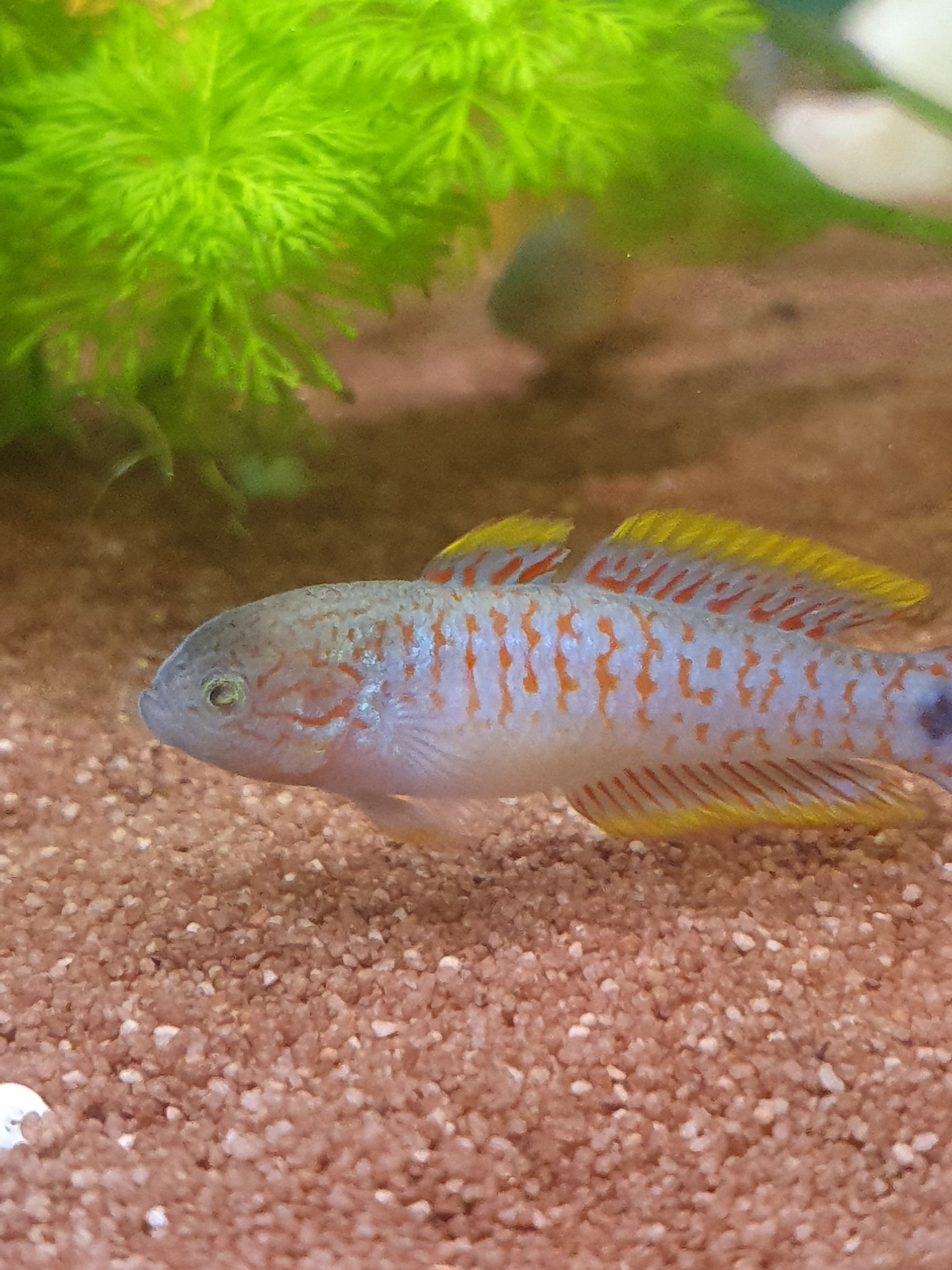 Tateurdina ocellicauda (Pfauenaugen-Grundel)