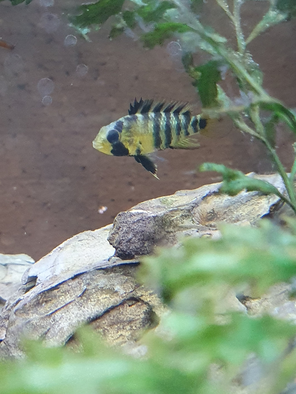 🐠 Apistogramma baenschi – Inka-Buntbarsch