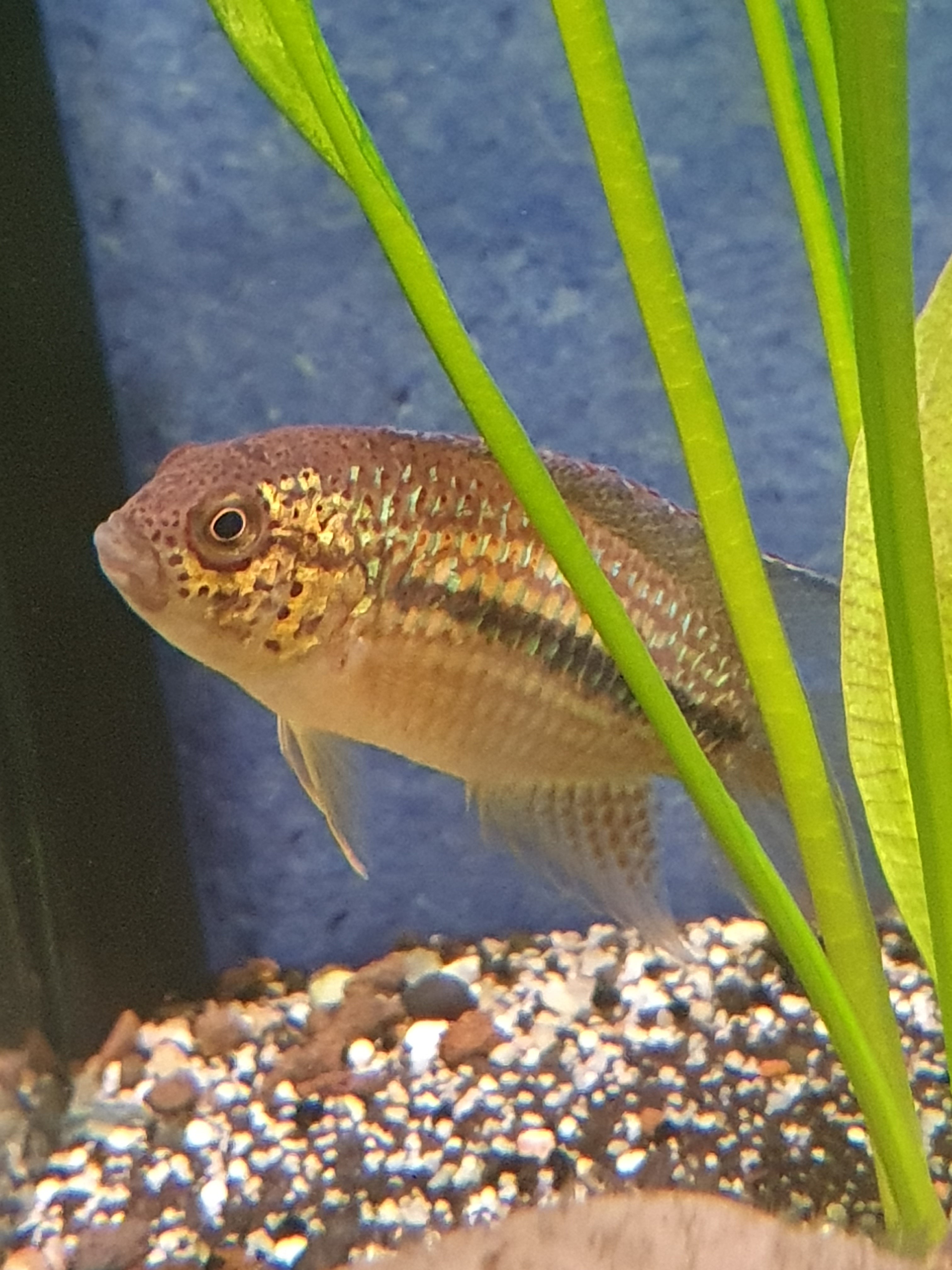 🐠 Goldkopf-Zwergbuntbarsch (Nannacara aureocephalus)