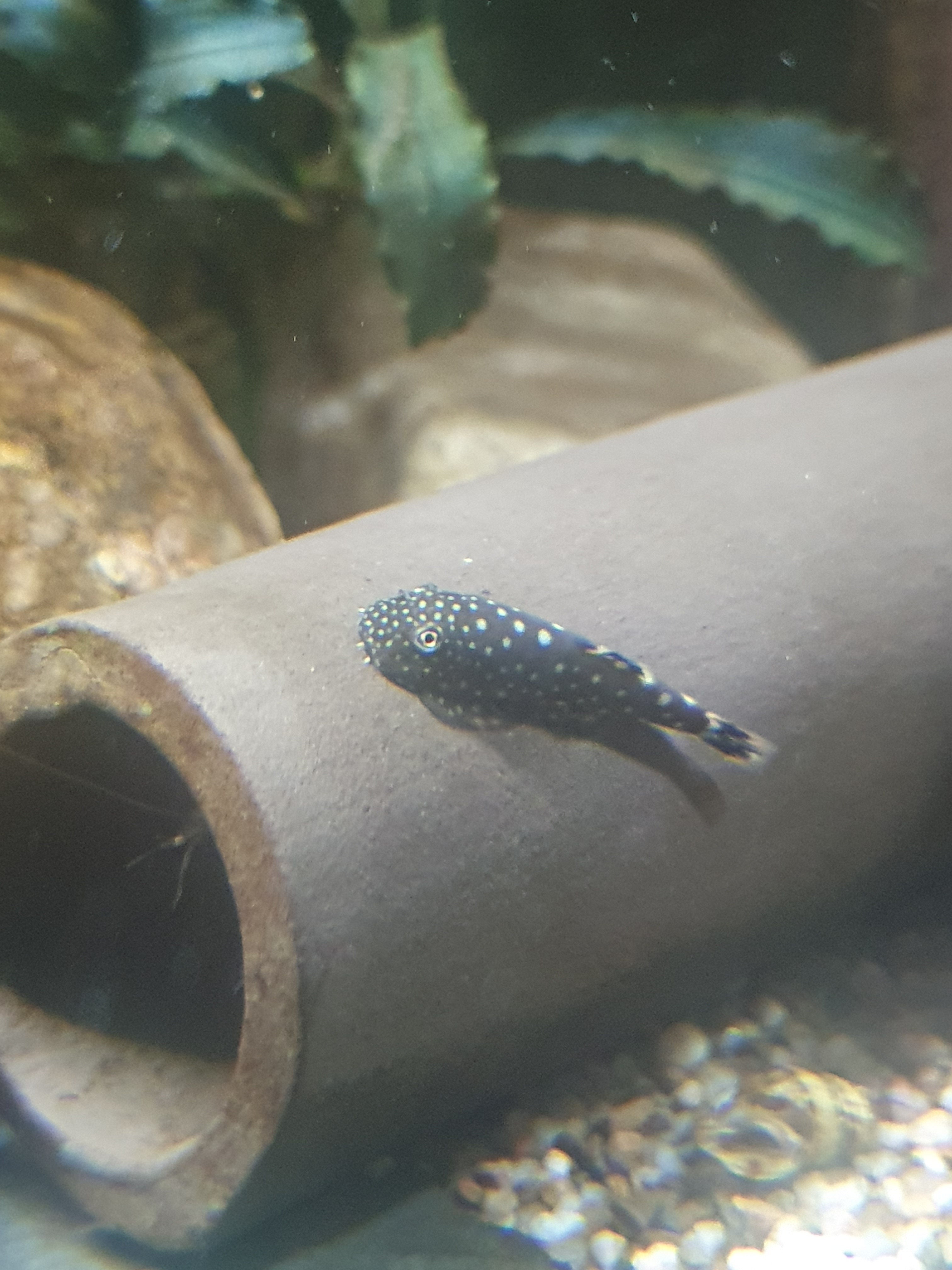 🐟 Punktierter Flossensauger (Gastromyzon punctatus)