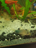 🐟 Corydoras similis – Zwergpanzerwels