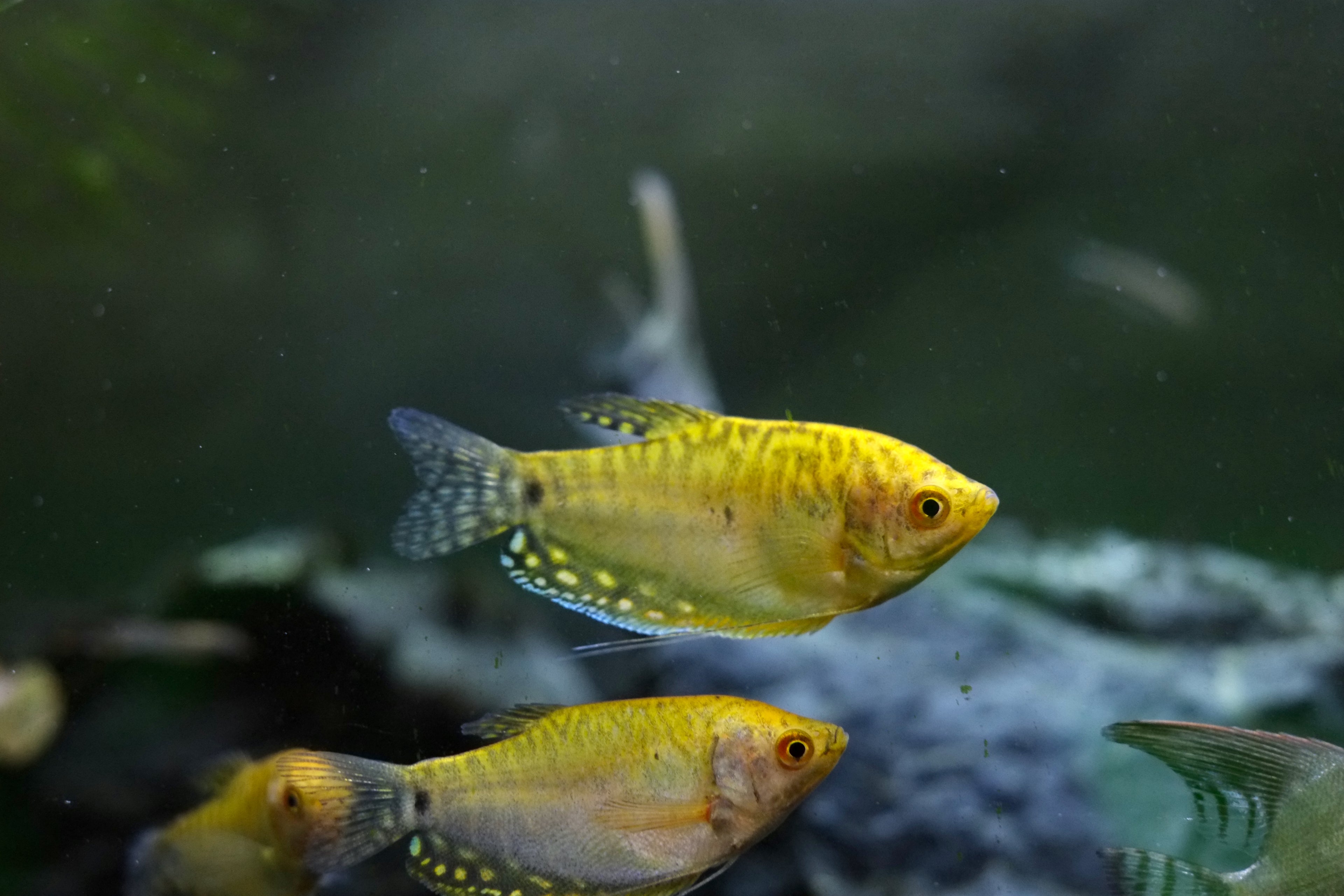 Goldener Fadenfisch