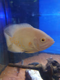 🐯 Pfauenaugenbuntbarsch Albino / Roter Tiger-Oscar (Astronotus ocellatus)