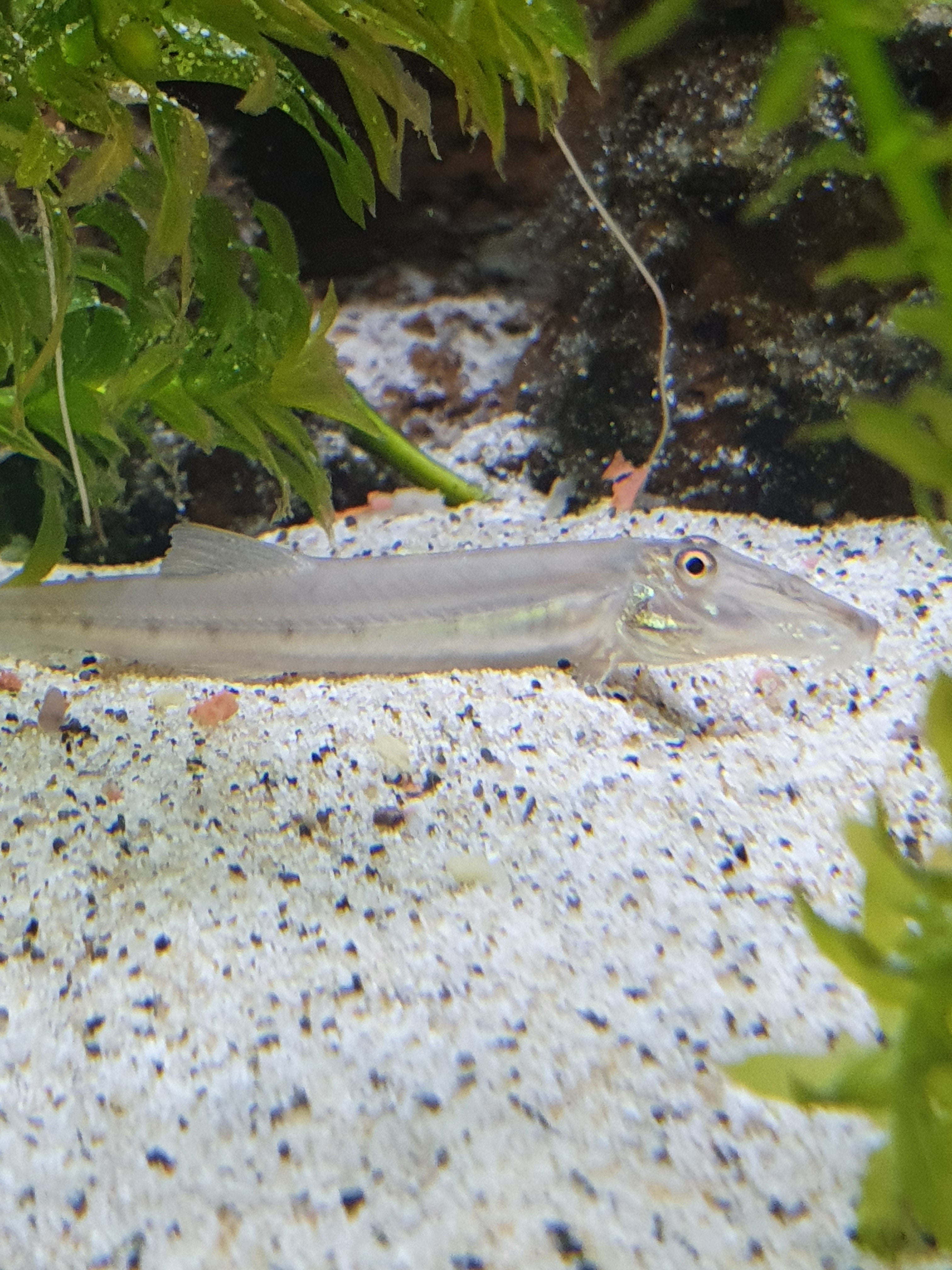 🐟 Pferdekopfschmerle (Beaufortia kweichowensis)