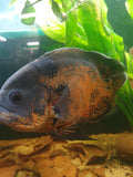 🐟 Roter Tiger-Oscar (Astronotus ocellatus “Red Tiger”)