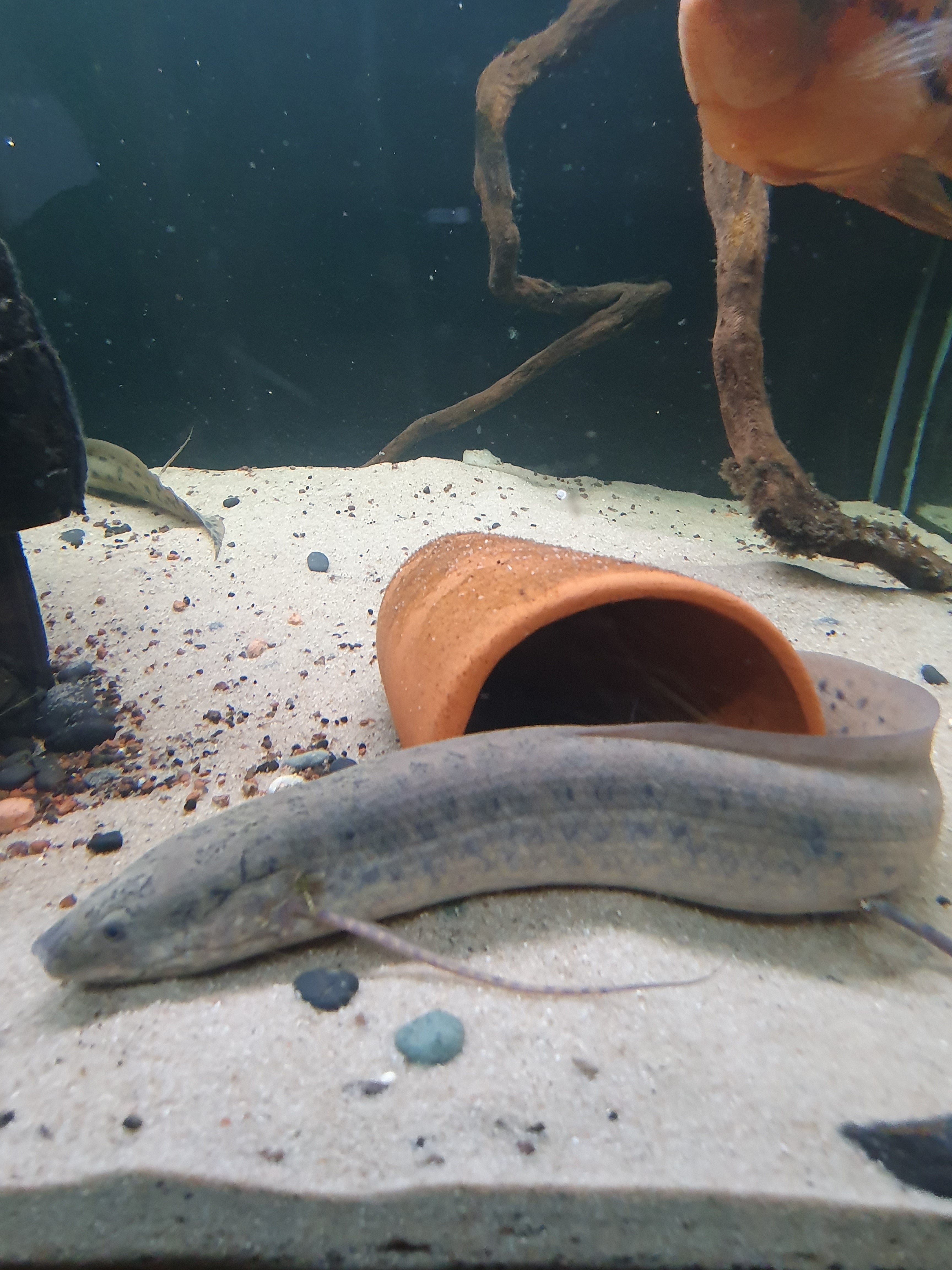 Kongo-Lungenfisch (Protopterus annectens)