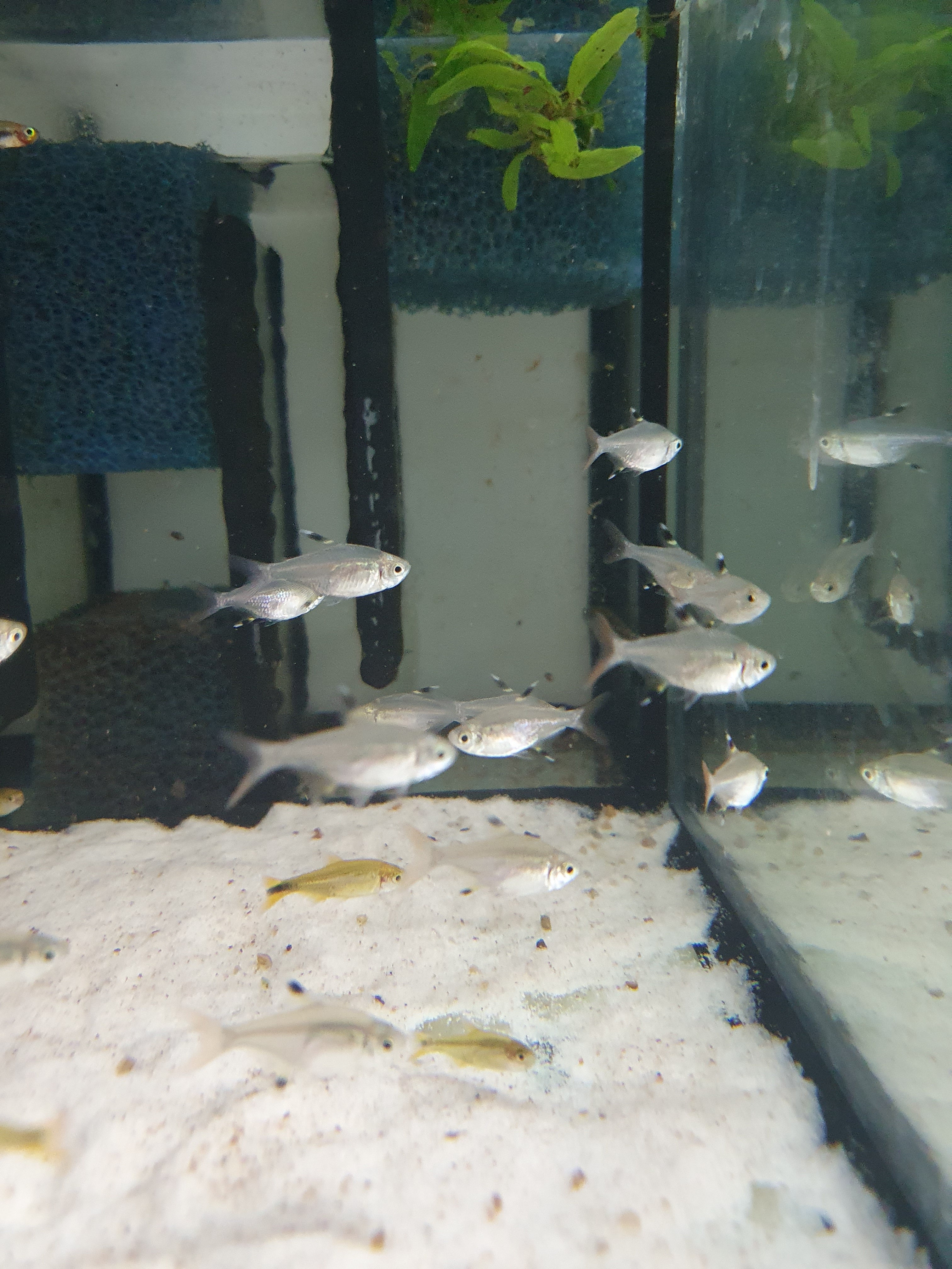Sternflecksalmler
