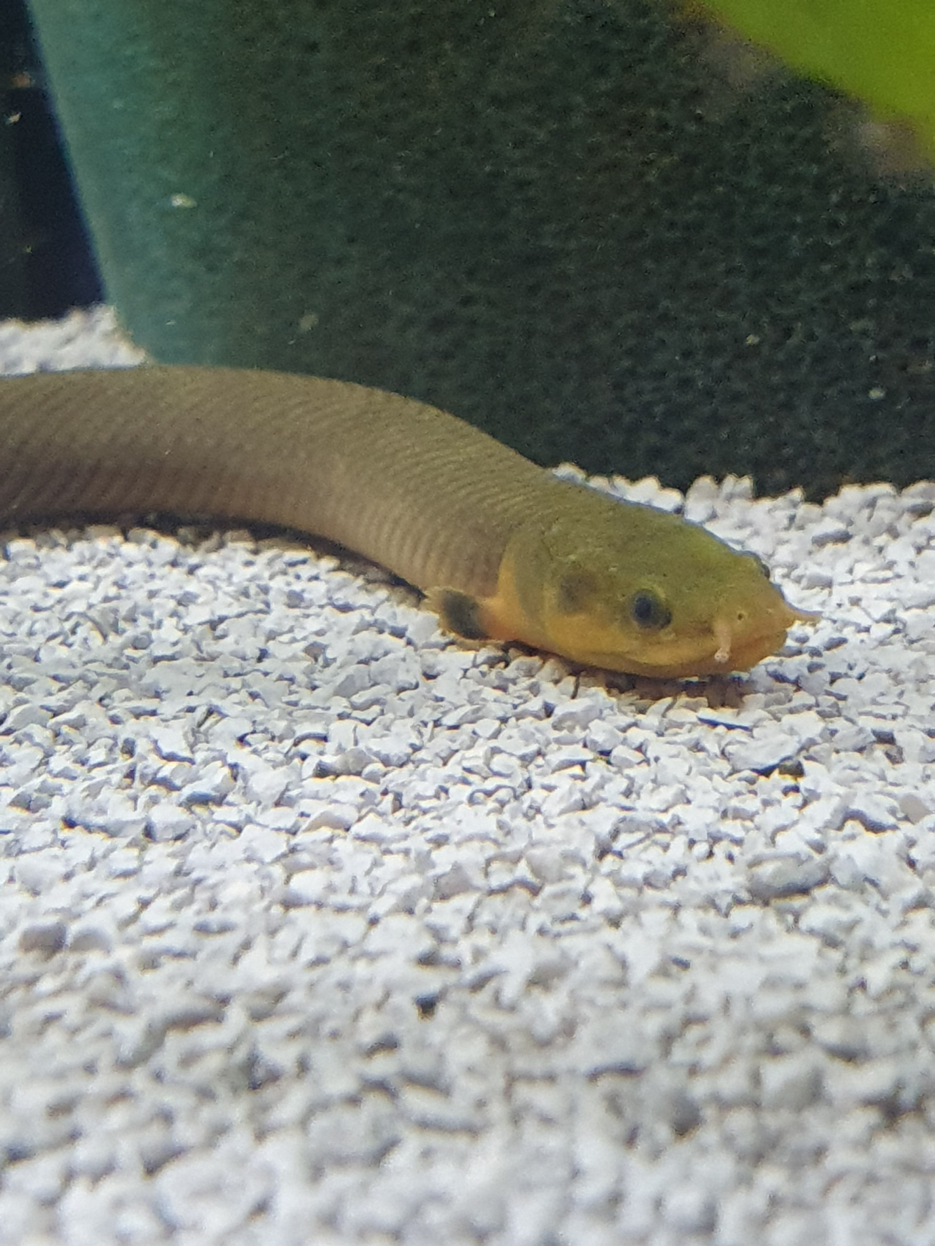 Flösselaale (Erpetoichthys calabaricus)