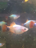 Blue Butterfly Platy