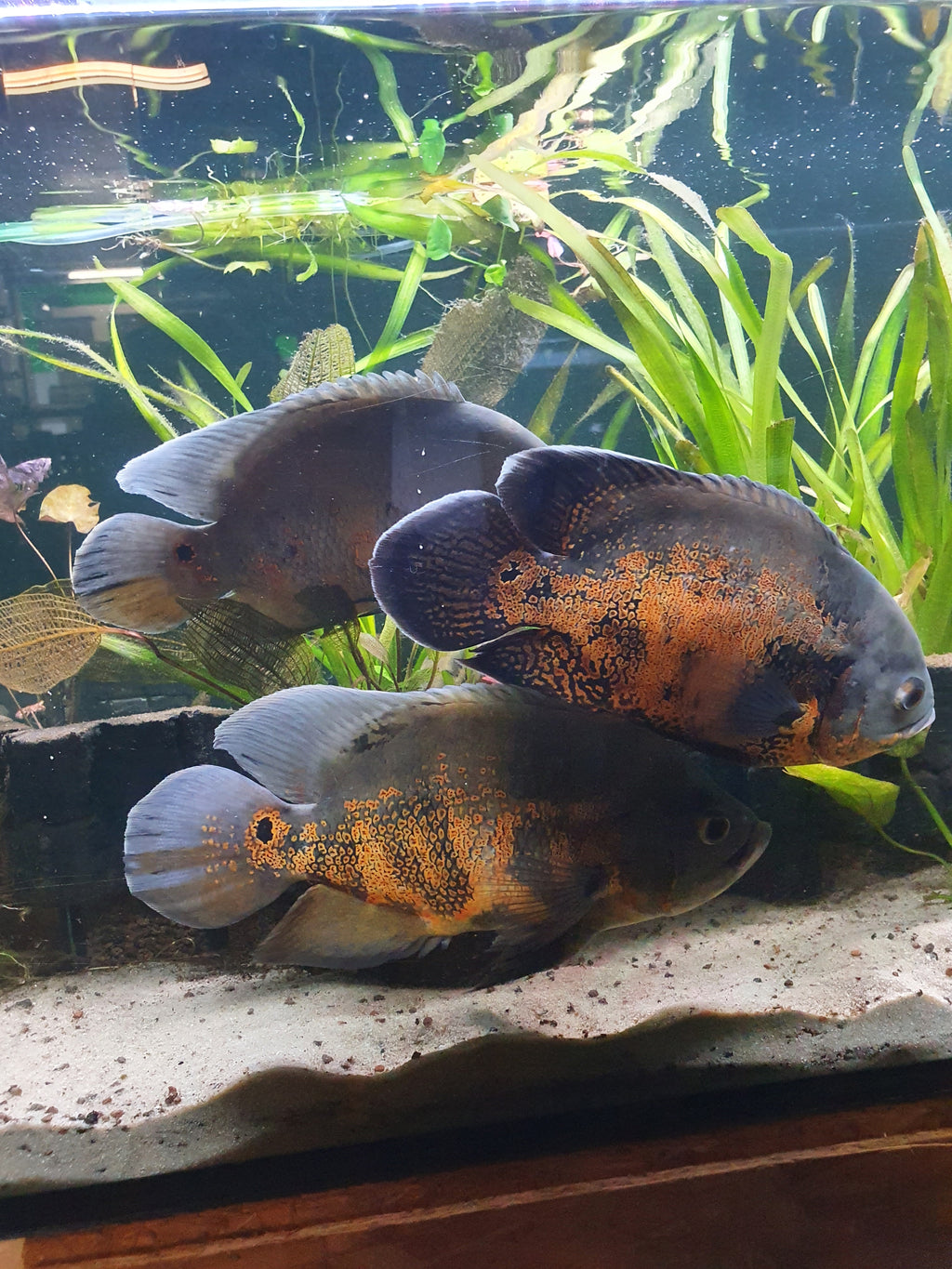 🐟 Roter Tiger-Oscar (Astronotus ocellatus “Red Tiger”)