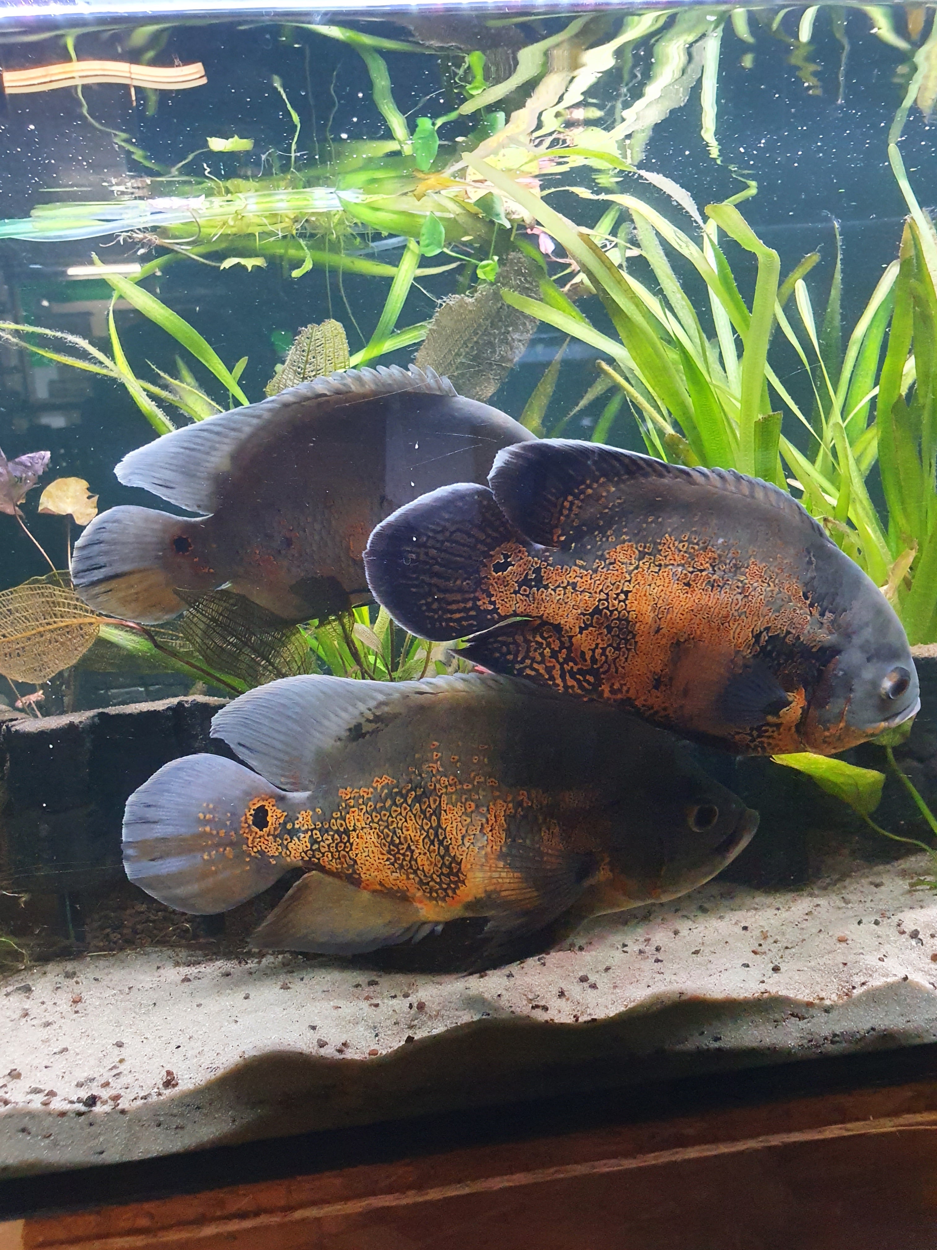 🐟 Roter Tiger-Oscar (Astronotus ocellatus “Red Tiger”)