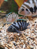 🐠 Zebra-Buntbarsch (Amatitlania nigrofasciata)
ENZ