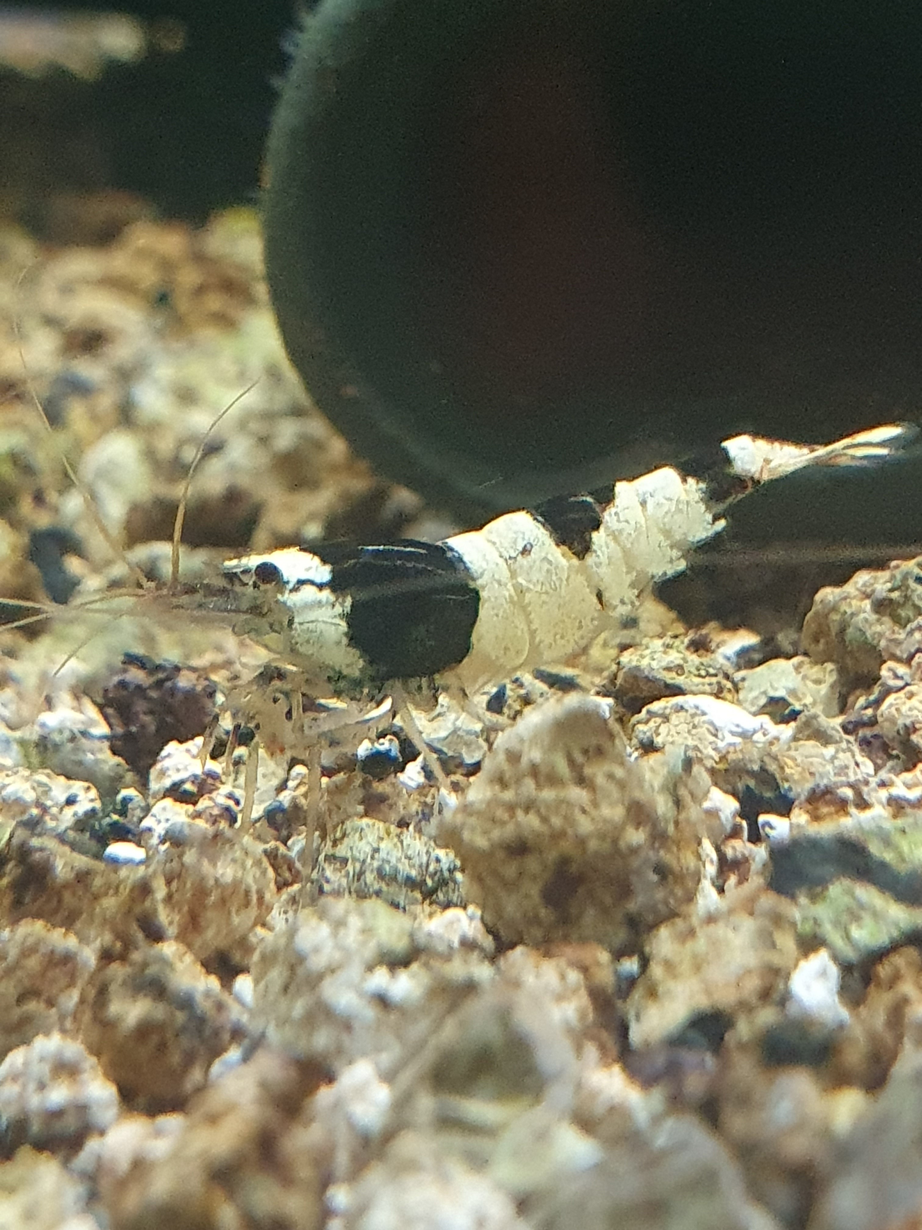 King Kong Black Bee