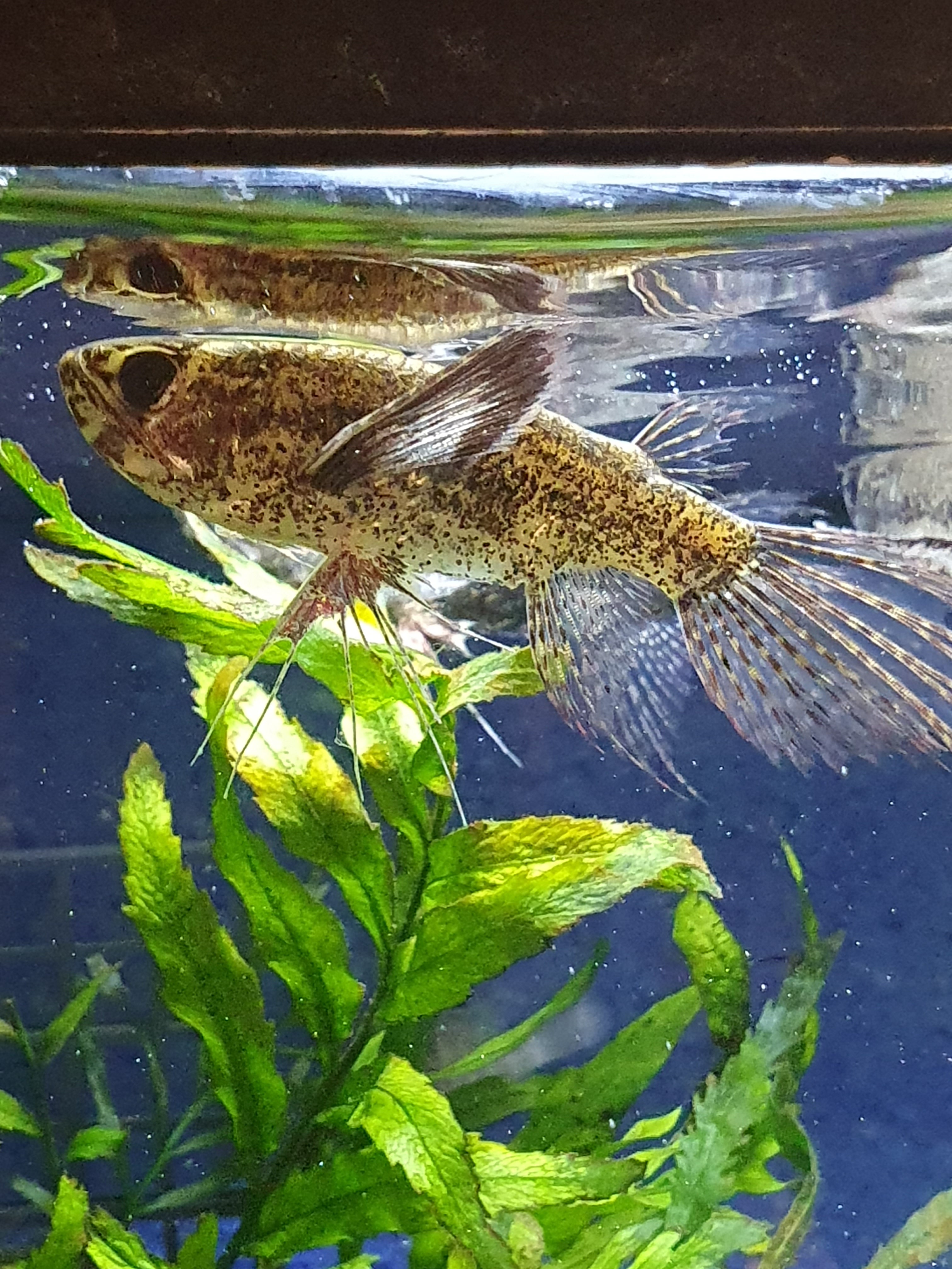 Afrikanischer Schmetterlingsfisch (Pantodon buchholzi)