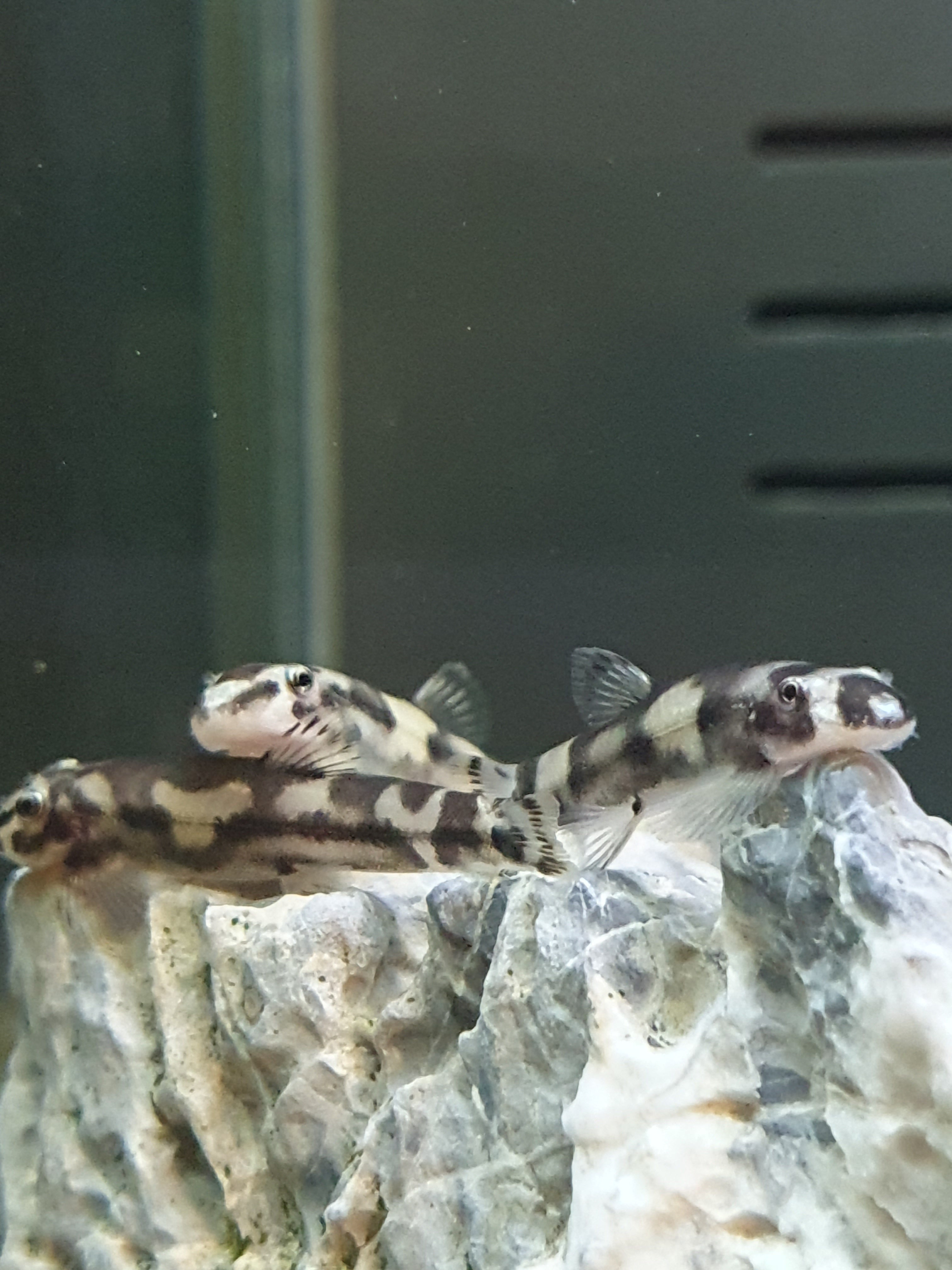 Pandaschmerle (Yaoshania pachychilus)