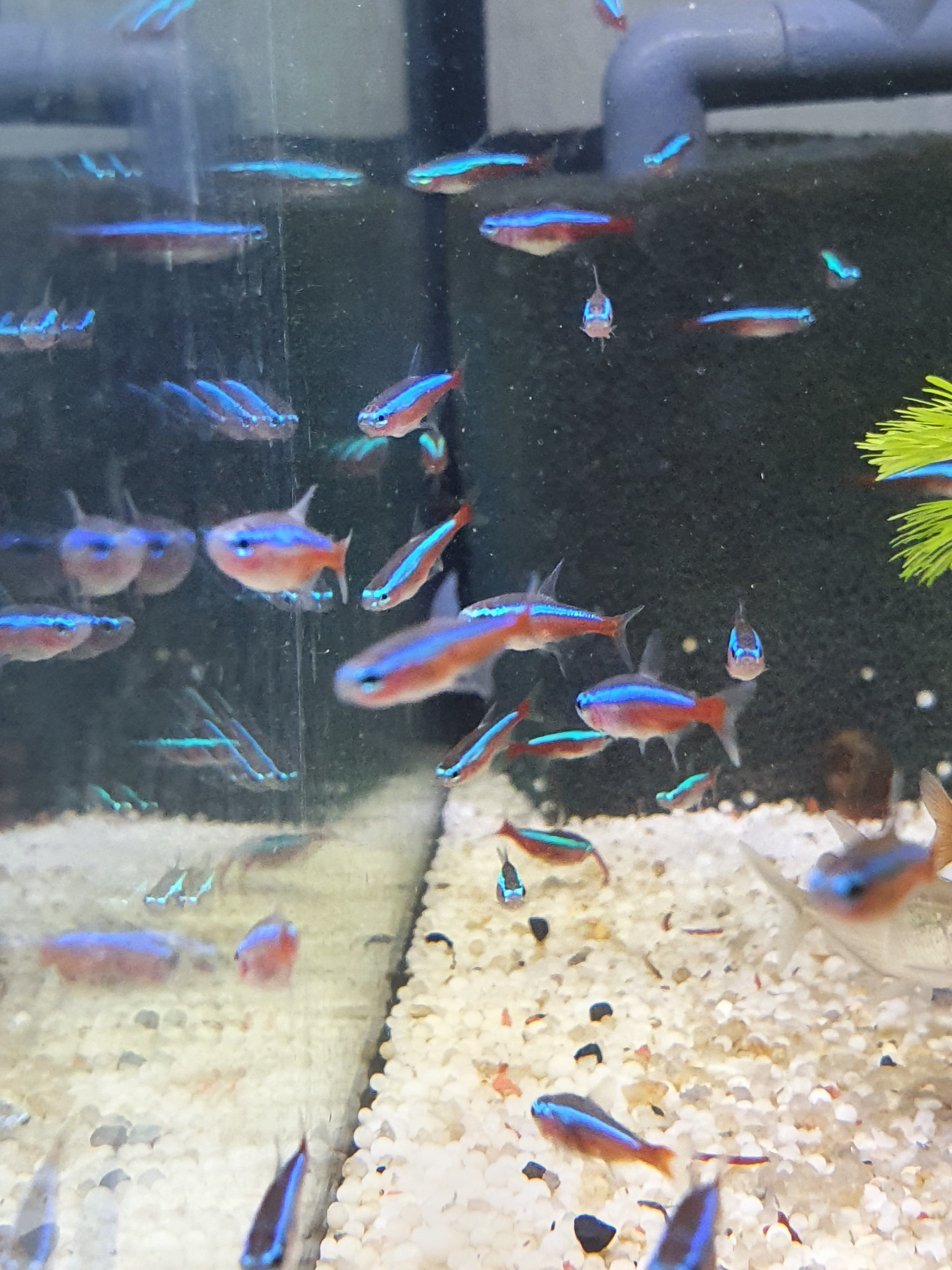 Roter Neon (Paracheirodon axelrodi)