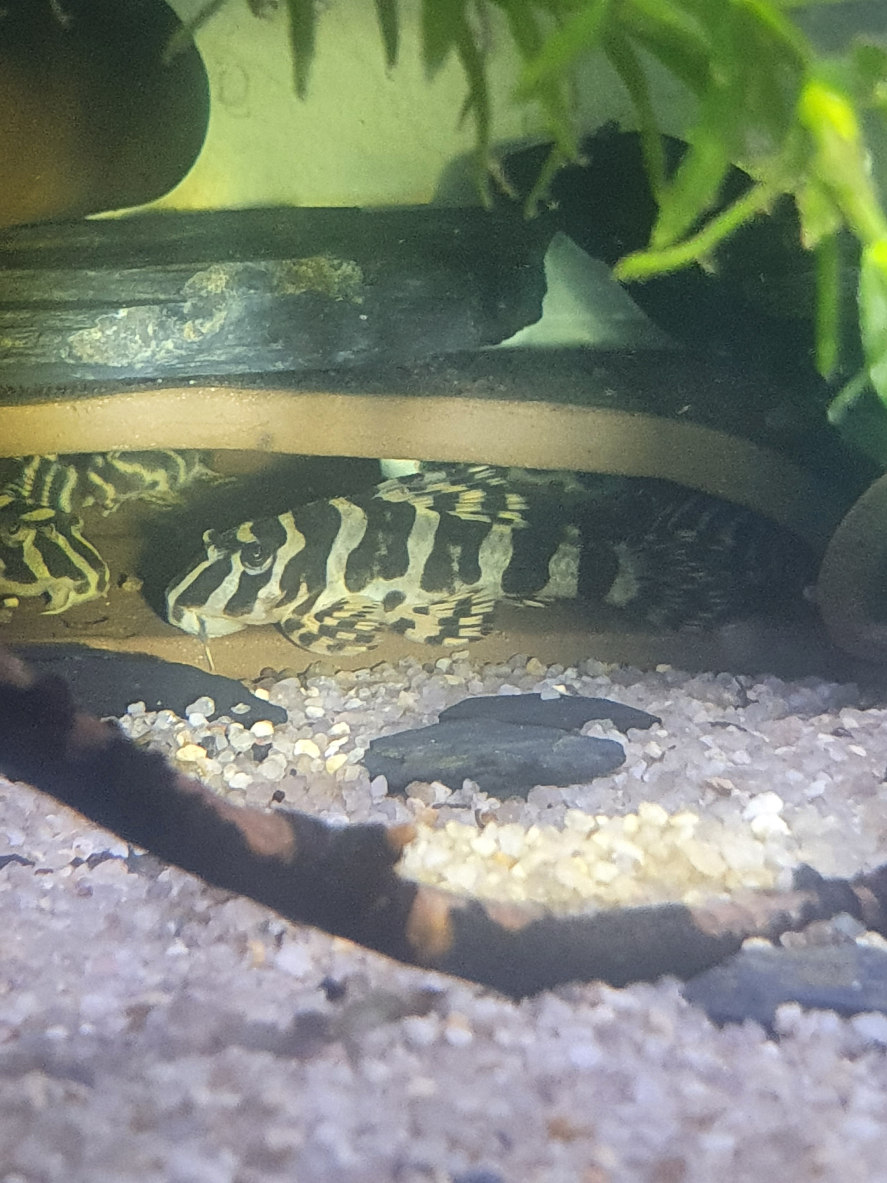 L134 Königstiger-Harnischwels Peckoltia compta