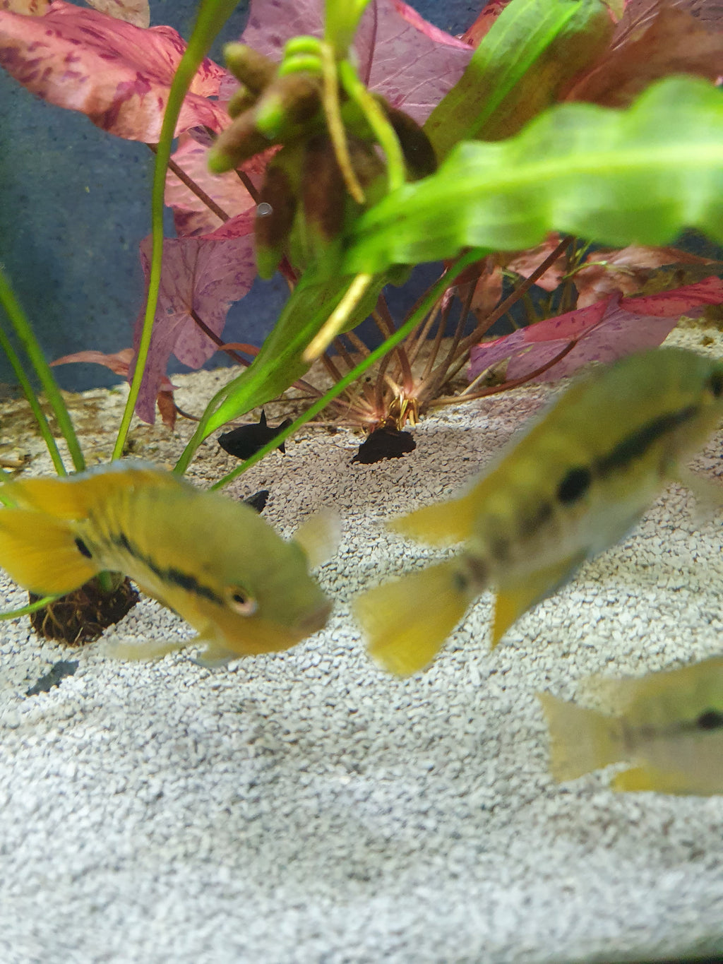 🐟 Regenbogenbuntbarsch (Herotilapia multispinosa)
ENZ