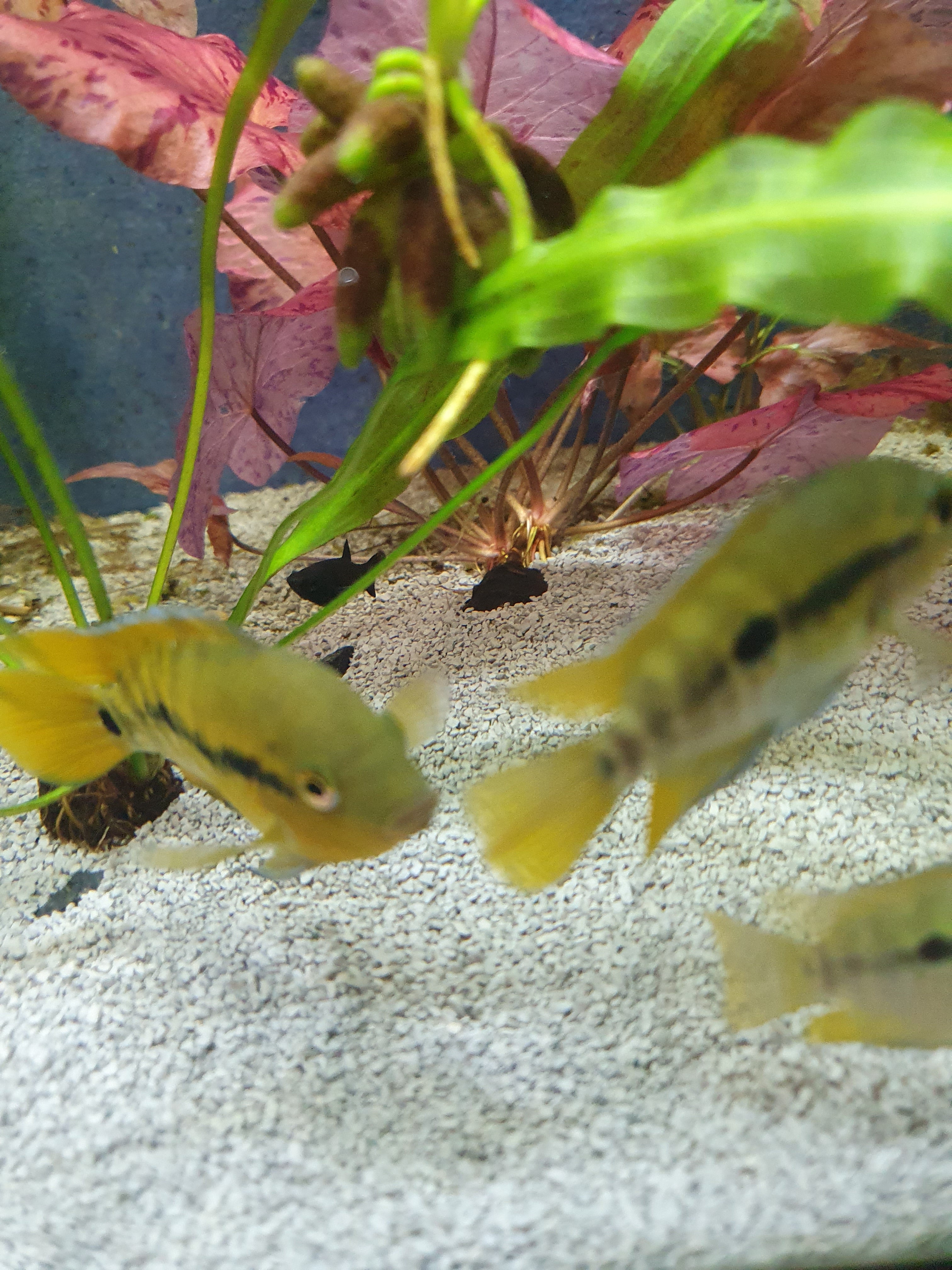 🐟 Regenbogenbuntbarsch (Herotilapia multispinosa)
ENZ
